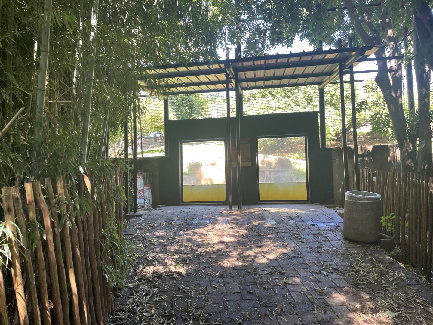 Underwater Amur Tiger Viewing (Panthera tigris altaica)