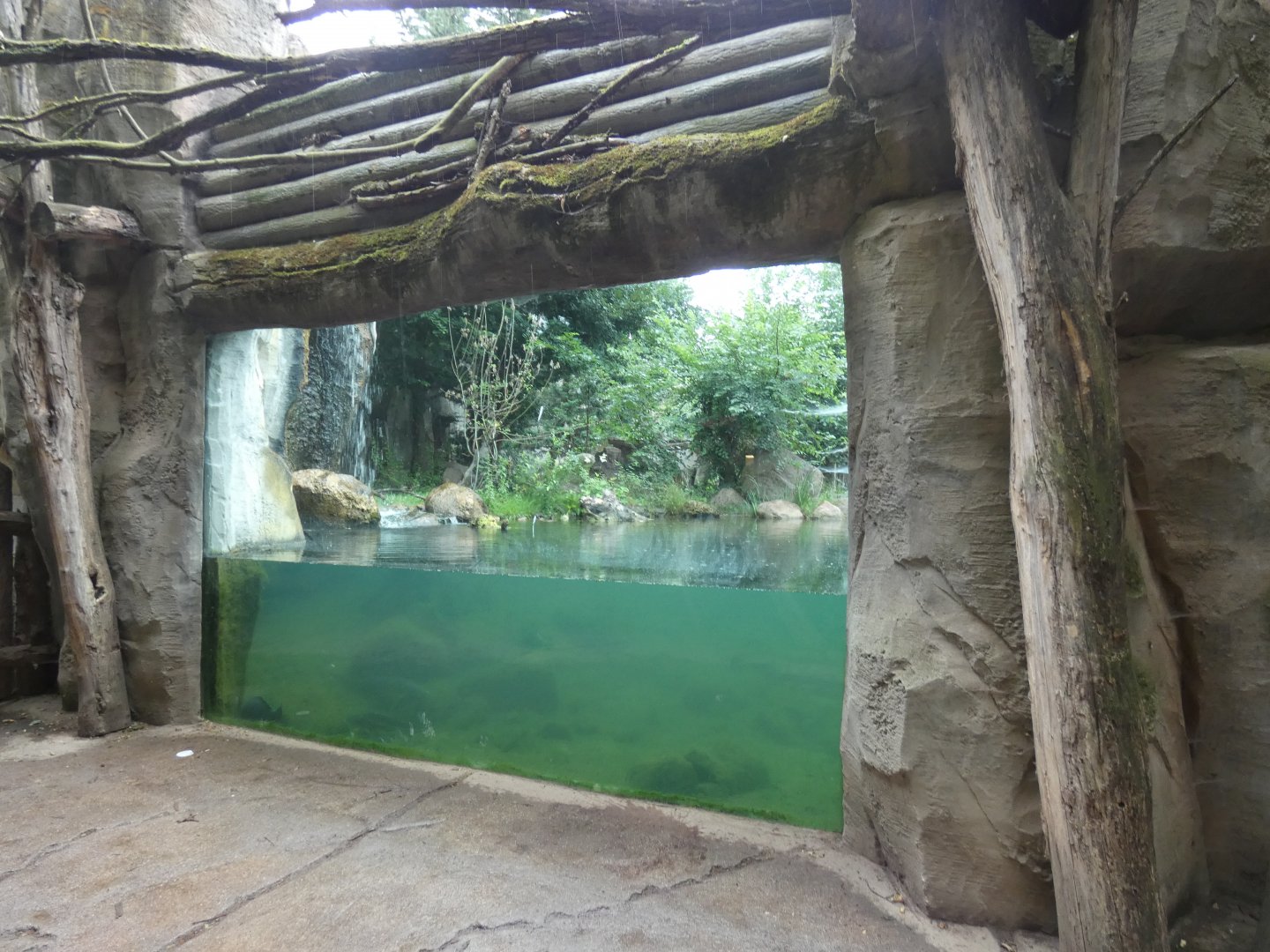 Underwater Amur Tiger Viewing