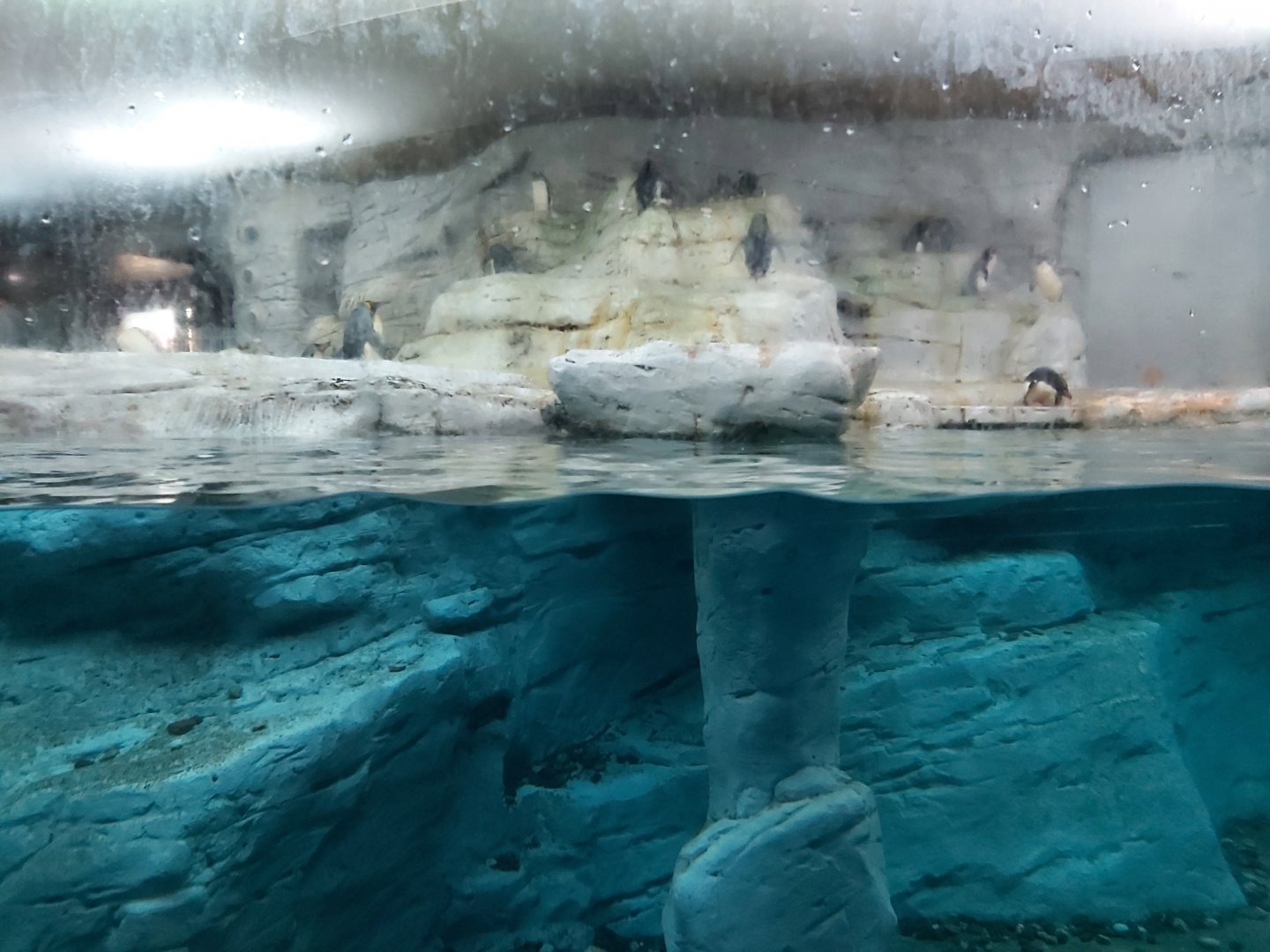 Underwater and overwater sections of the penguin enclosure.