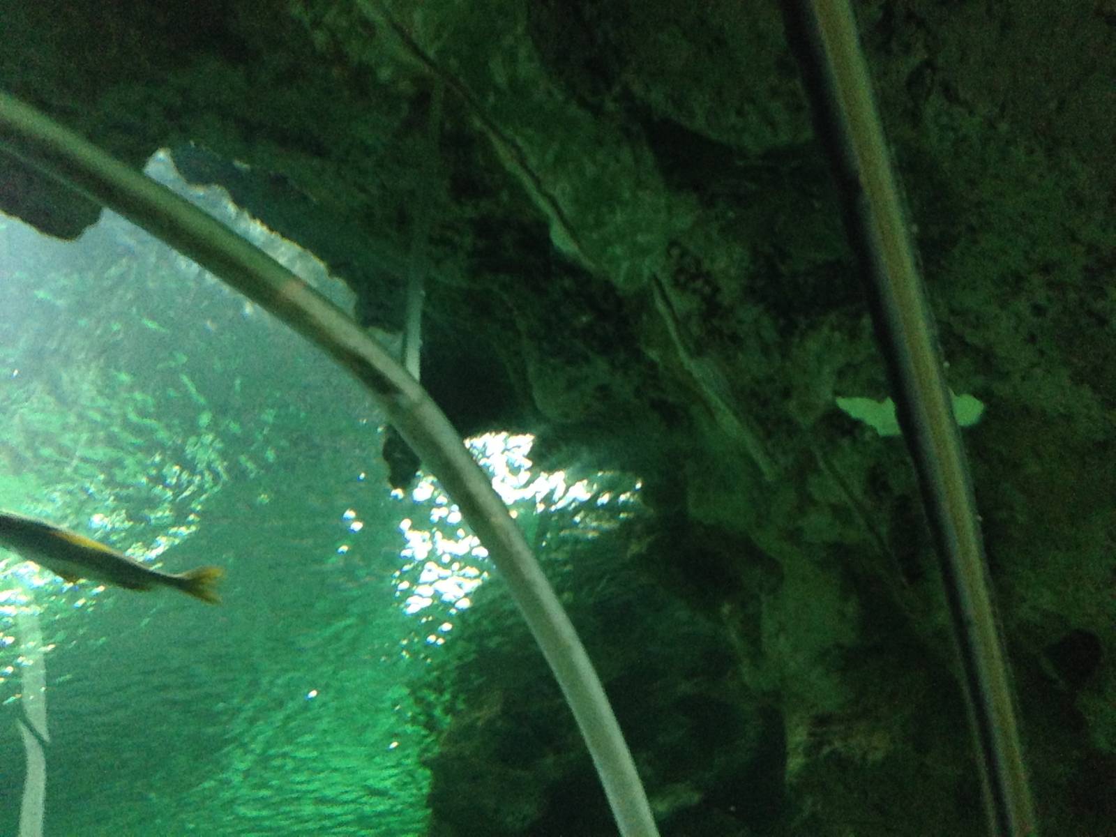 Underwater Aquatunnel at Blue Planet Aquarium - 05/10/2013