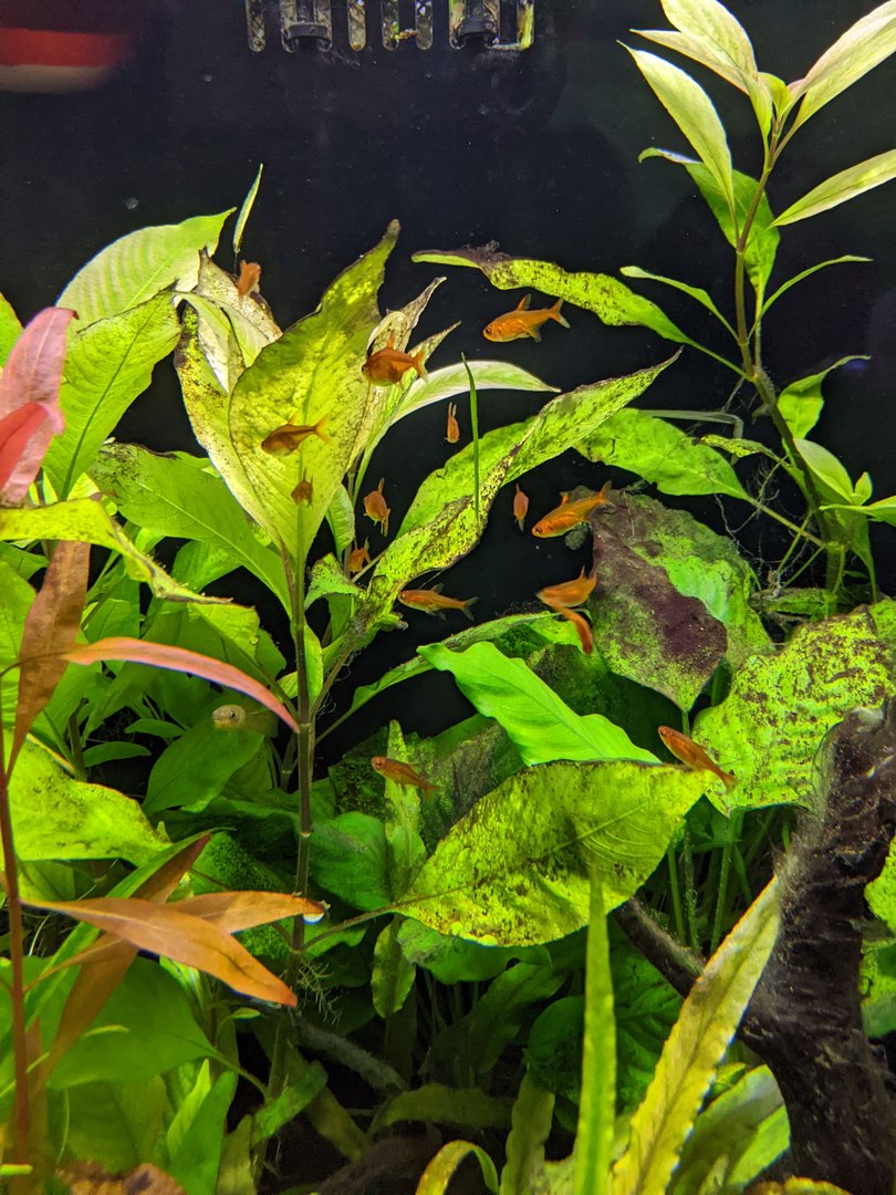 Underwater Beauty - Ember Tetra