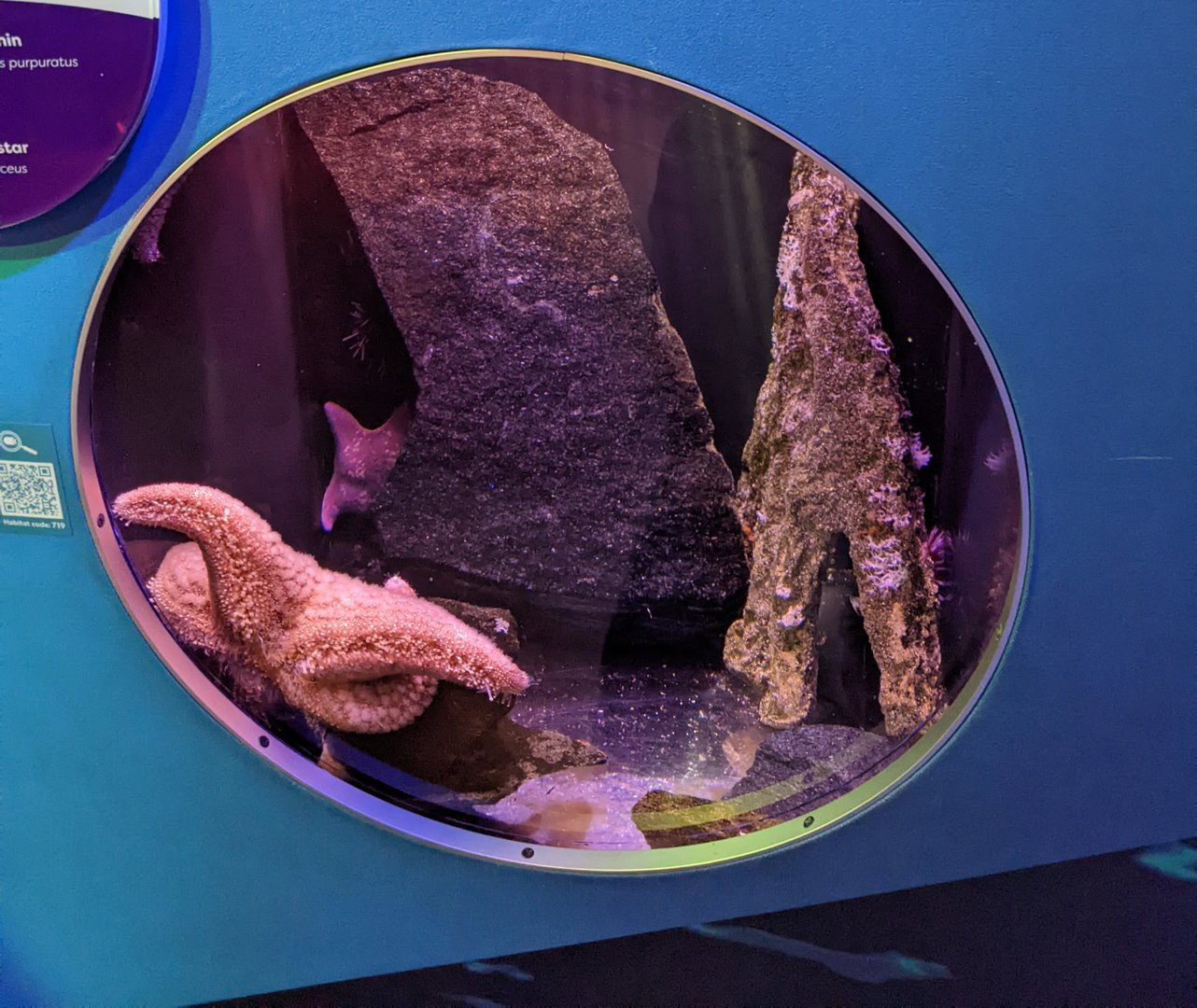 Underwater Beauty - Purple Echinoderms