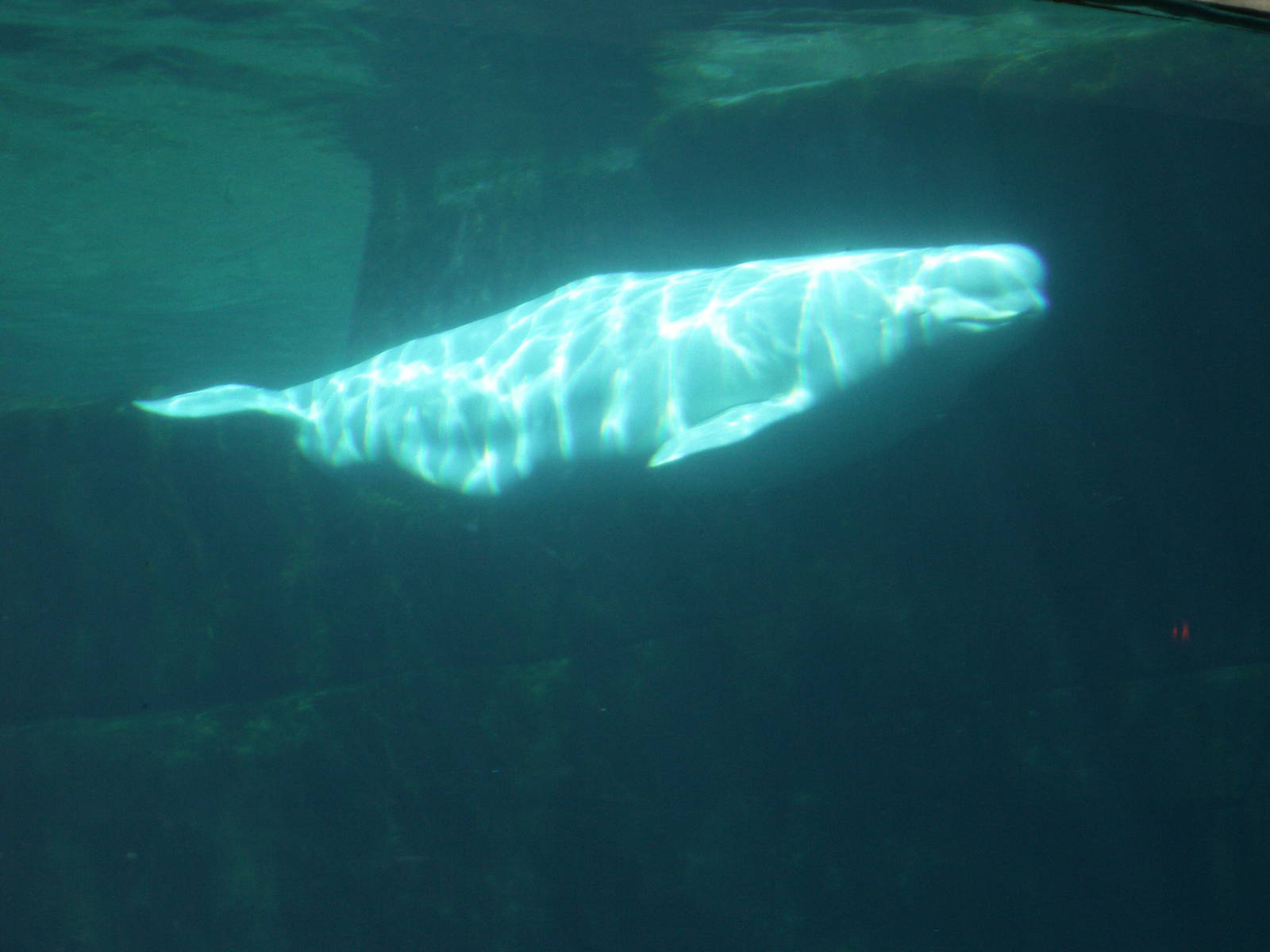 underwater belugas water viewing
