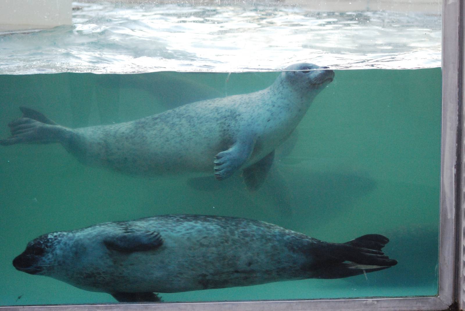 Underwater Common Seals at Skegness, 11/11/12