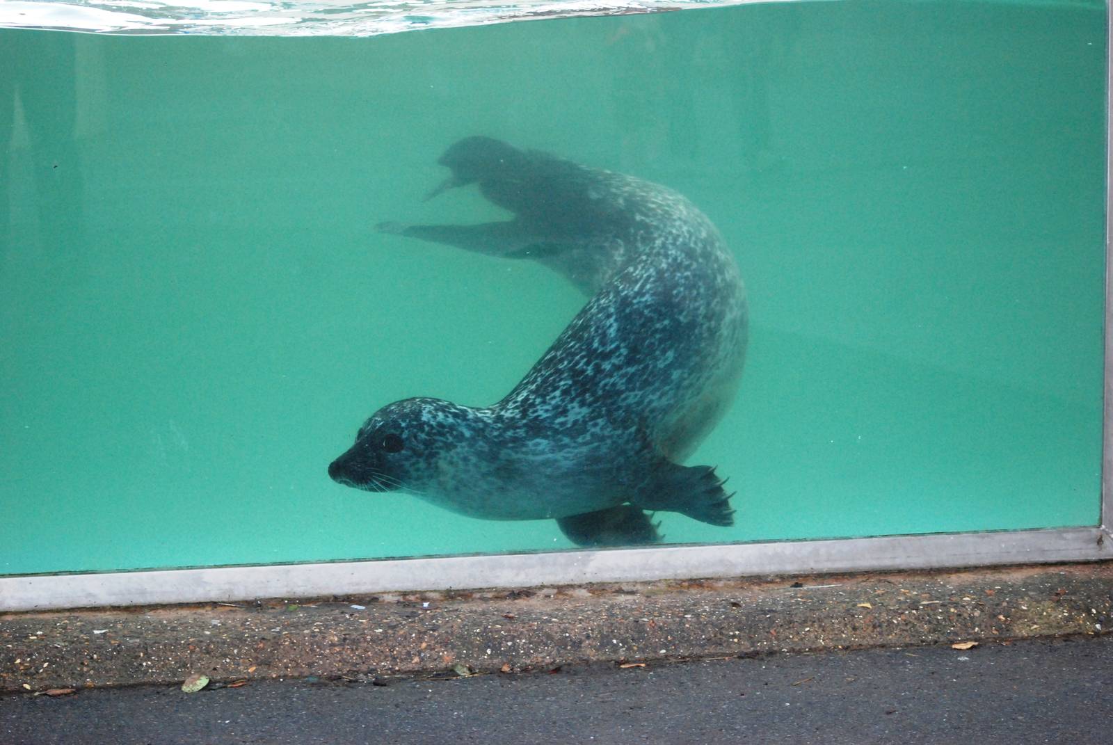 Underwater Common Seals at Skegness, 11/11/12