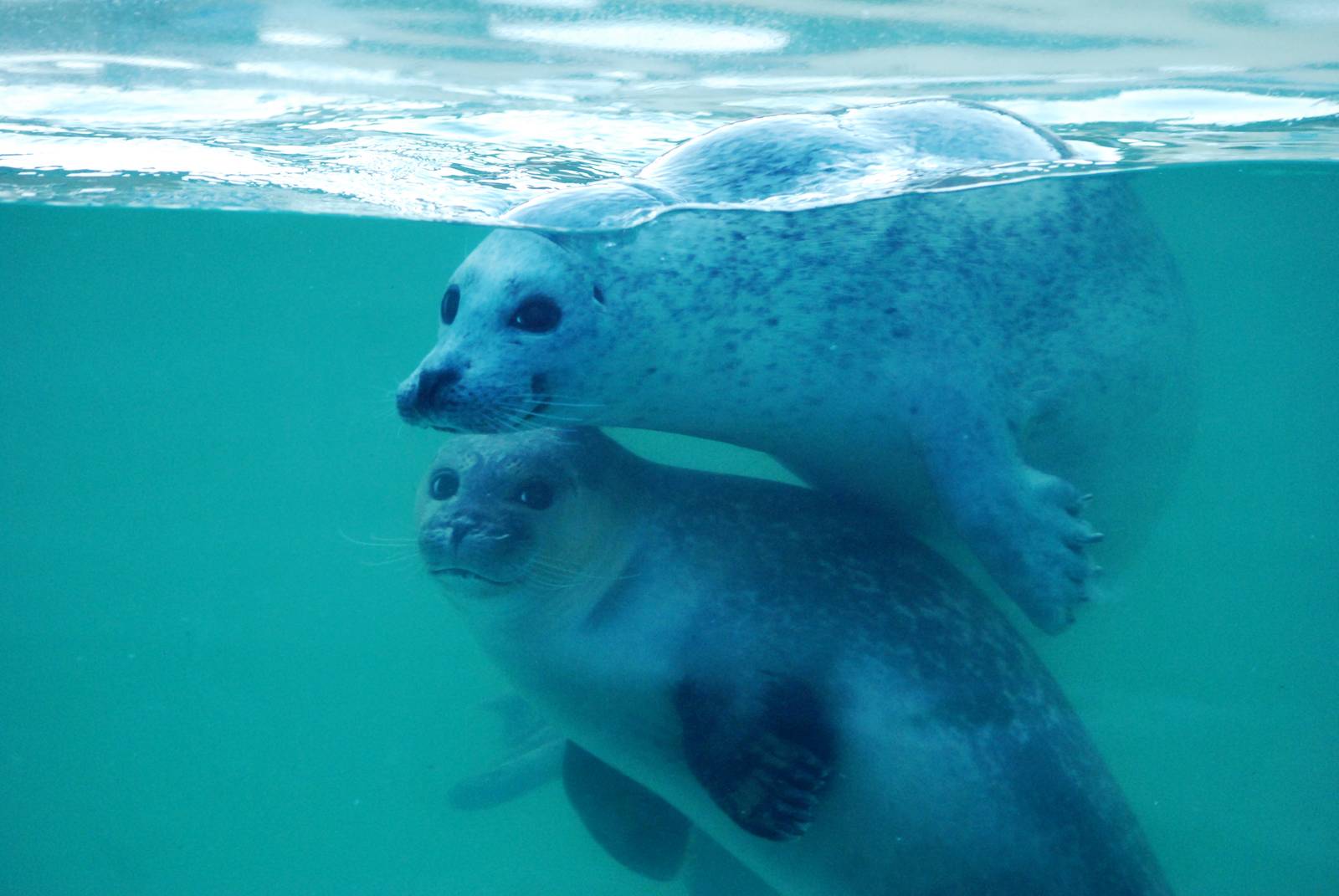 Underwater Common Seals at Skegness, 11/11/12