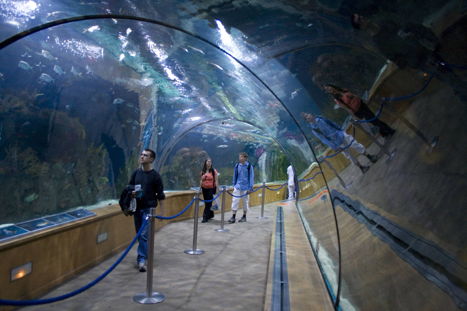 Underwater corridor at Oceanografic in Valencia, Spain
