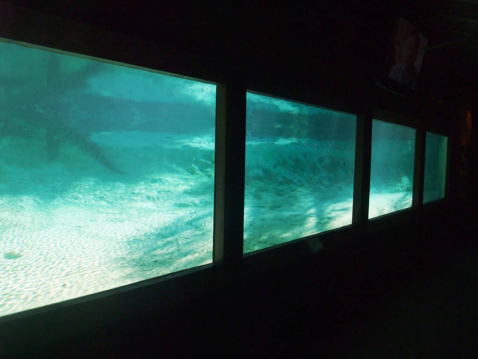 Underwater Crocodile Viewing at St. Augustine, 11/10/13