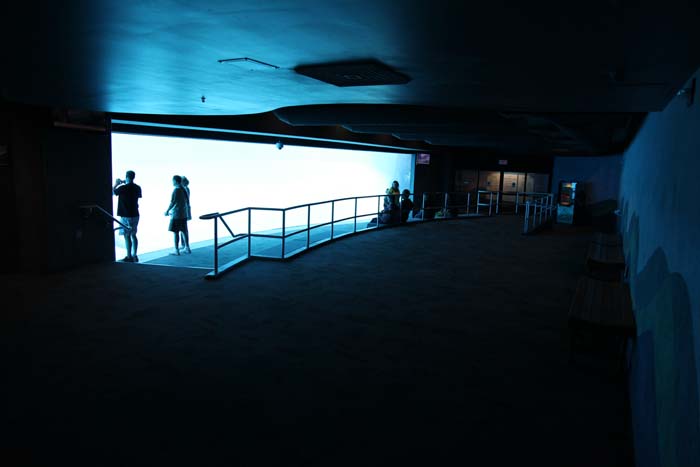 underwater dolphin viewing