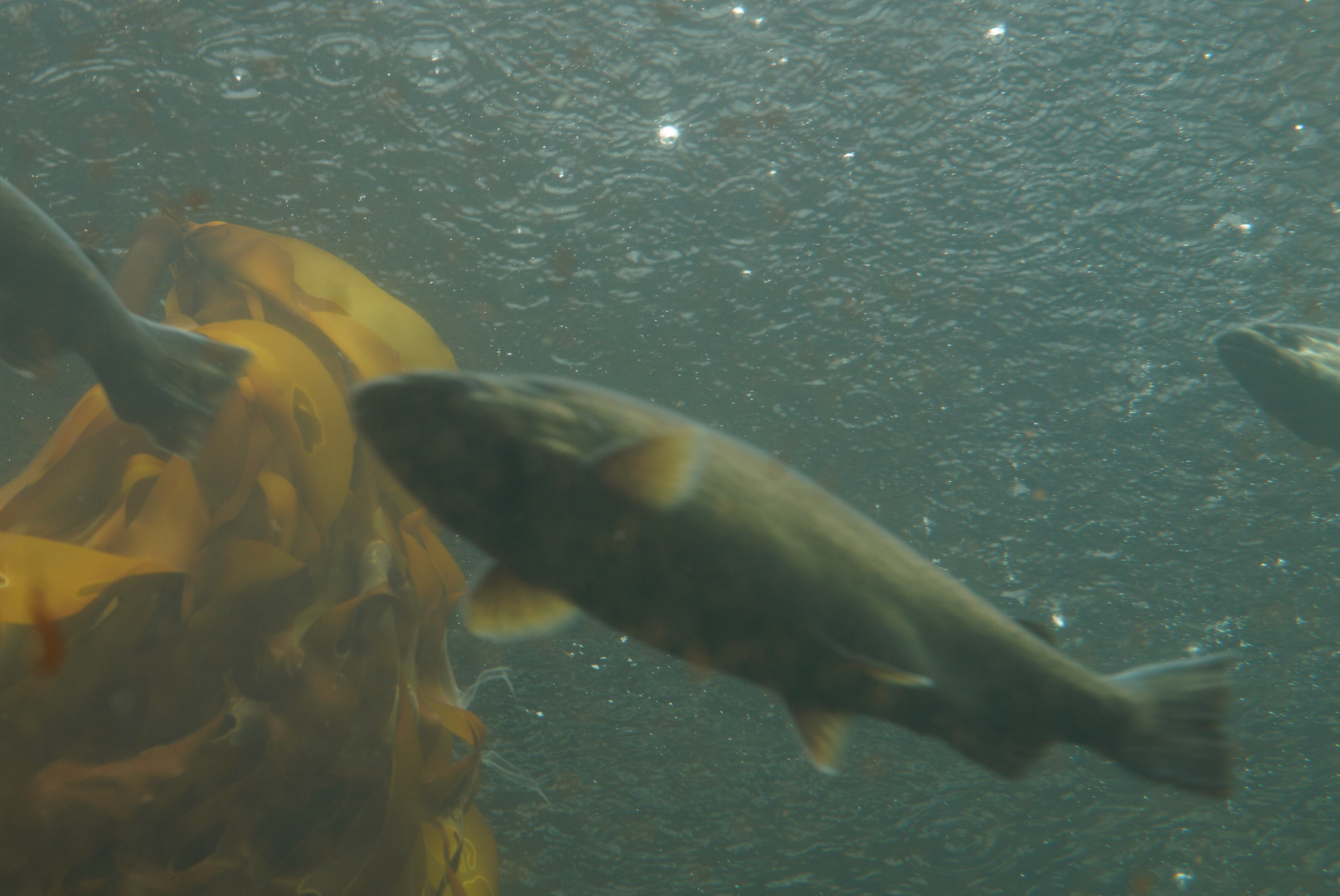 Underwater Dome during the Rain