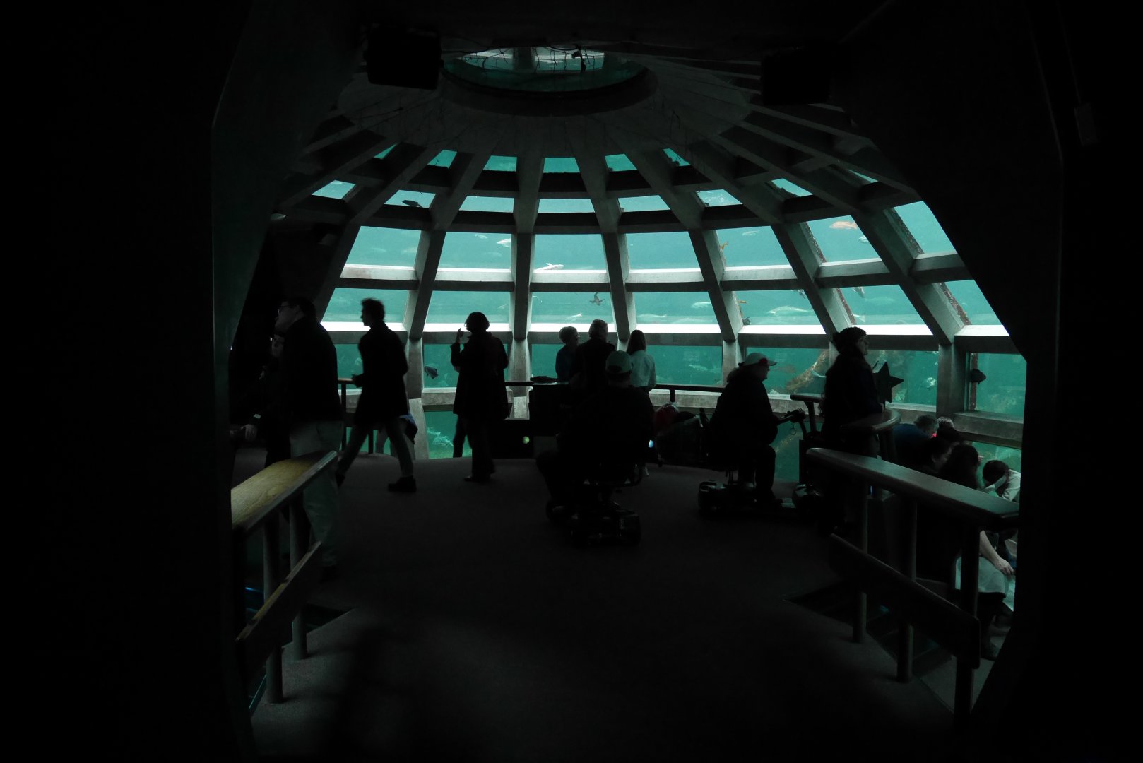 Underwater Dome - My First US Zoo Trip