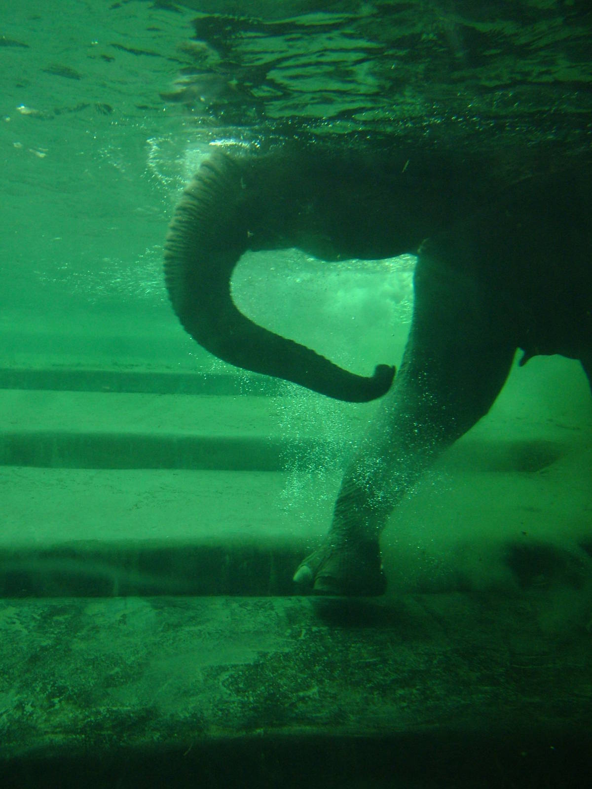 Underwater Elephant at Leipzig, 02/09/11