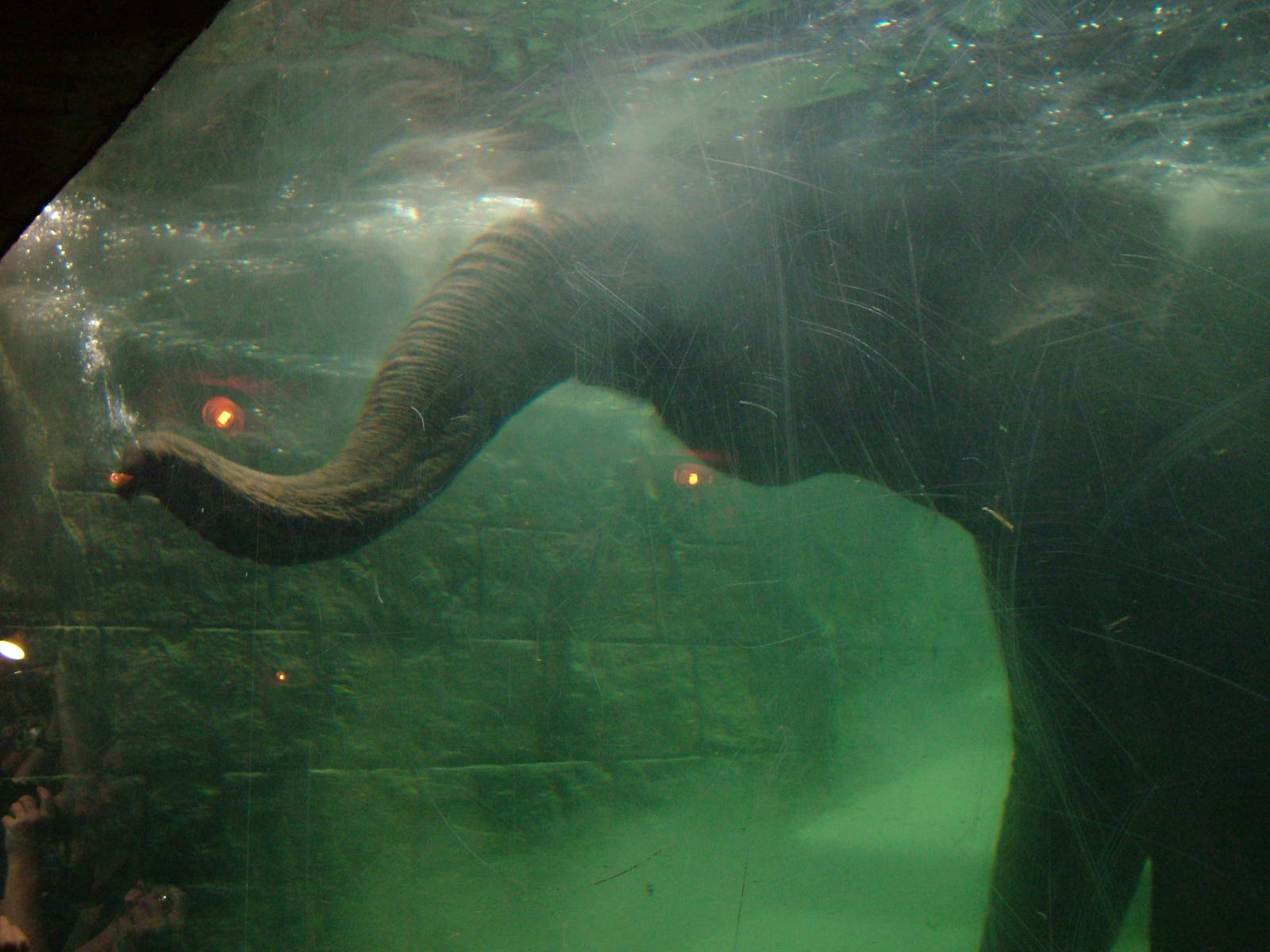 Underwater Elephant at Leipzig, 02/09/11