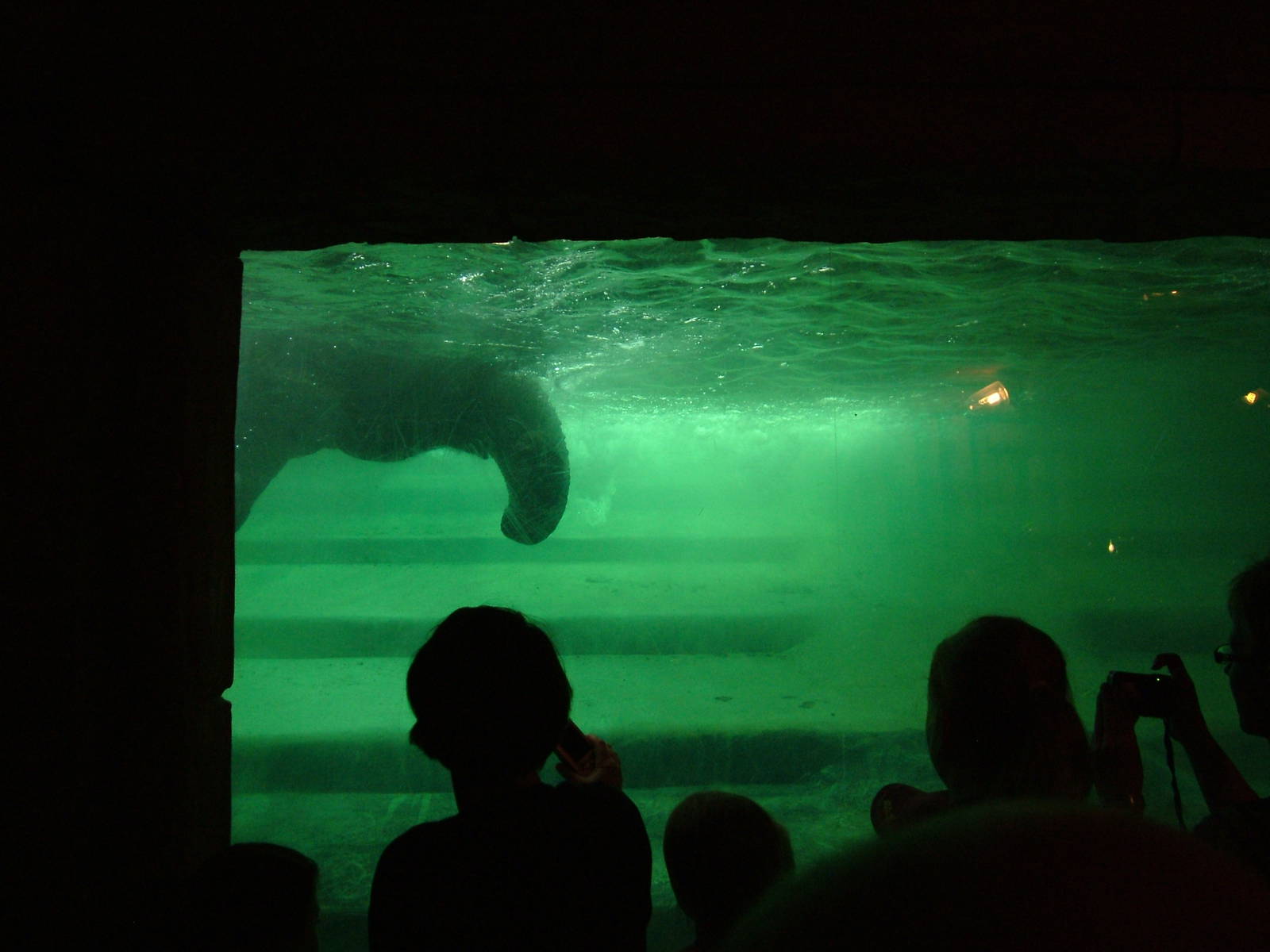 Underwater Elephant at Leipzig, 02/09/11