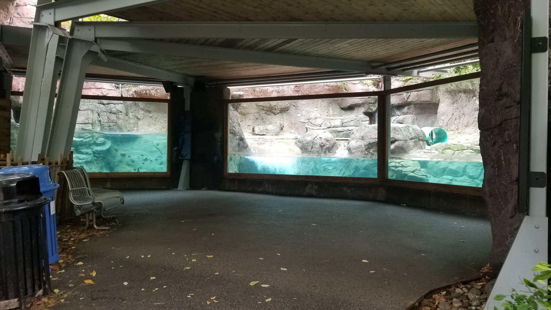 Underwater Giant Otter viewing