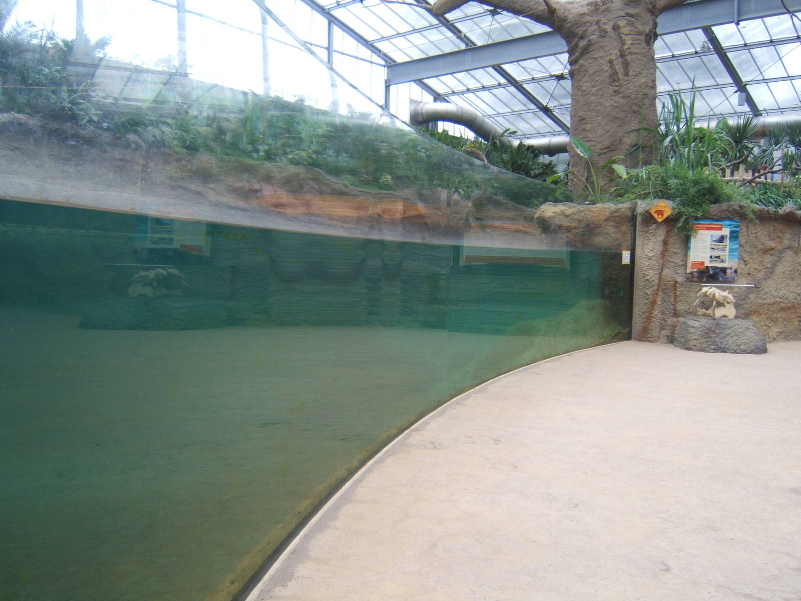 Underwater Hippo viewing window