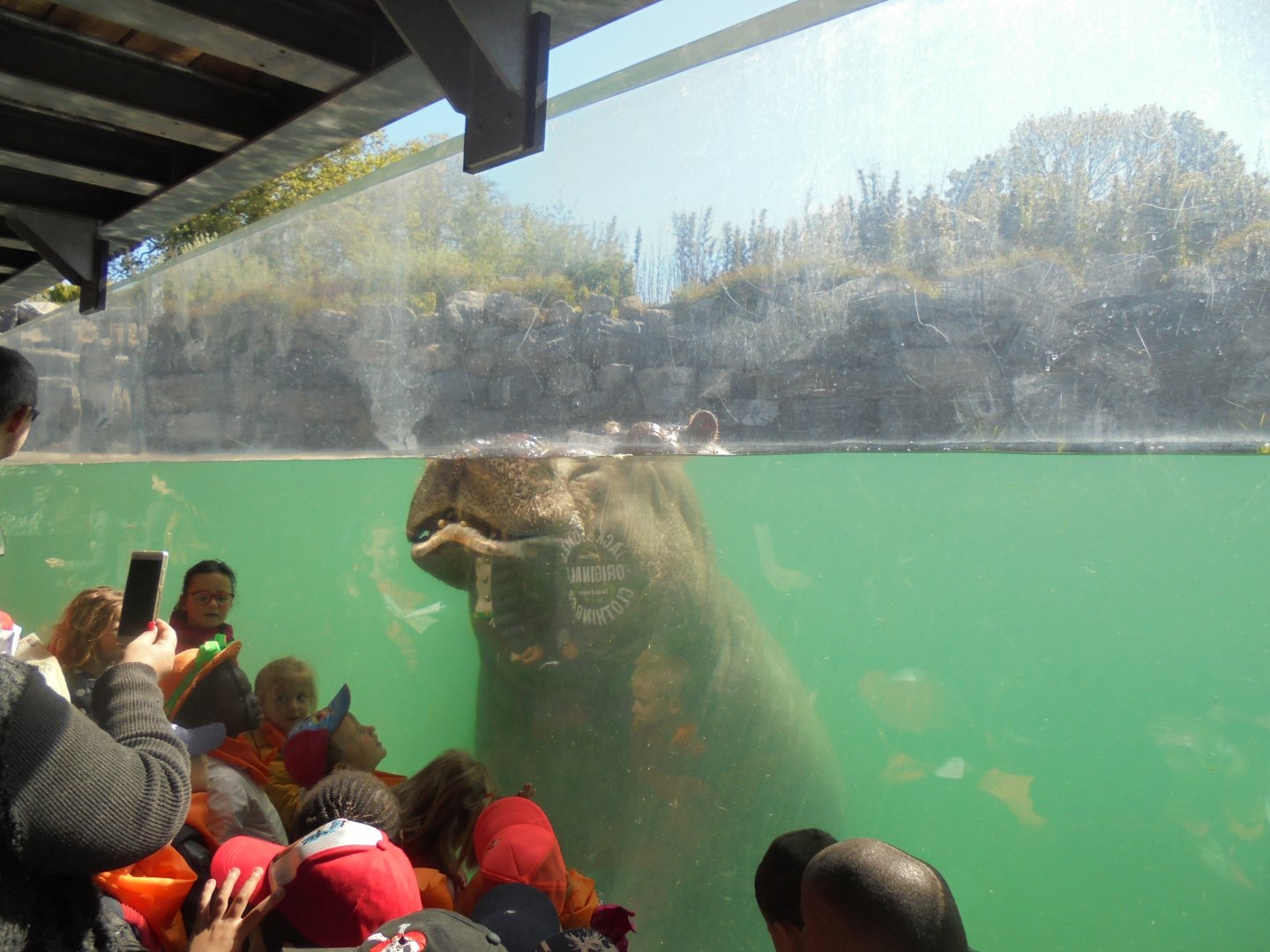 Underwater Hippo viewing.
