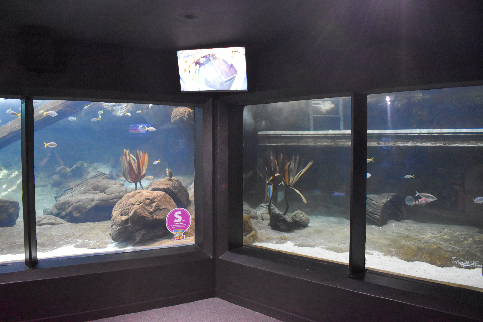 Underwater Little Penguin Viewing