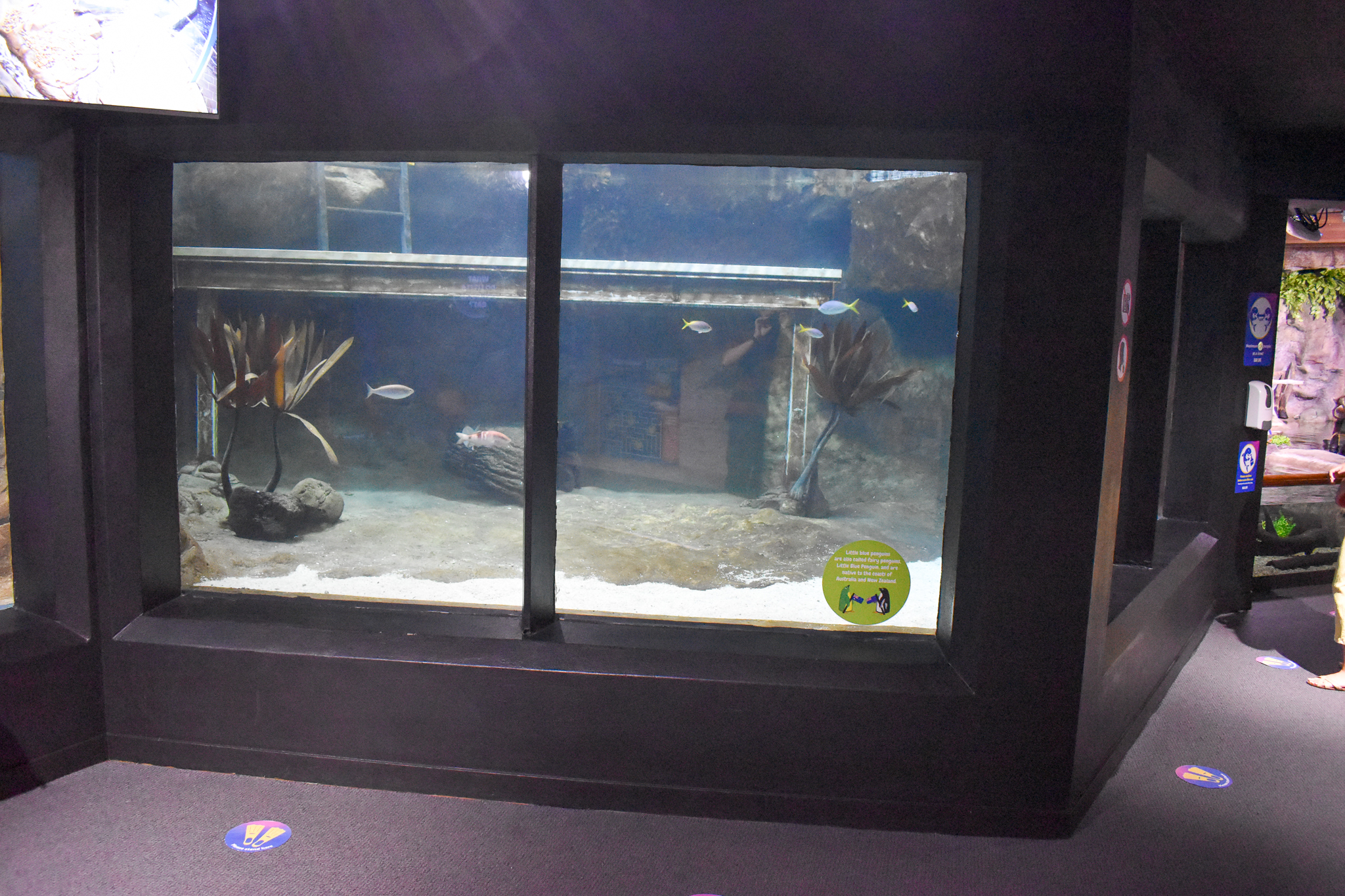 Underwater Little Penguin Viewing