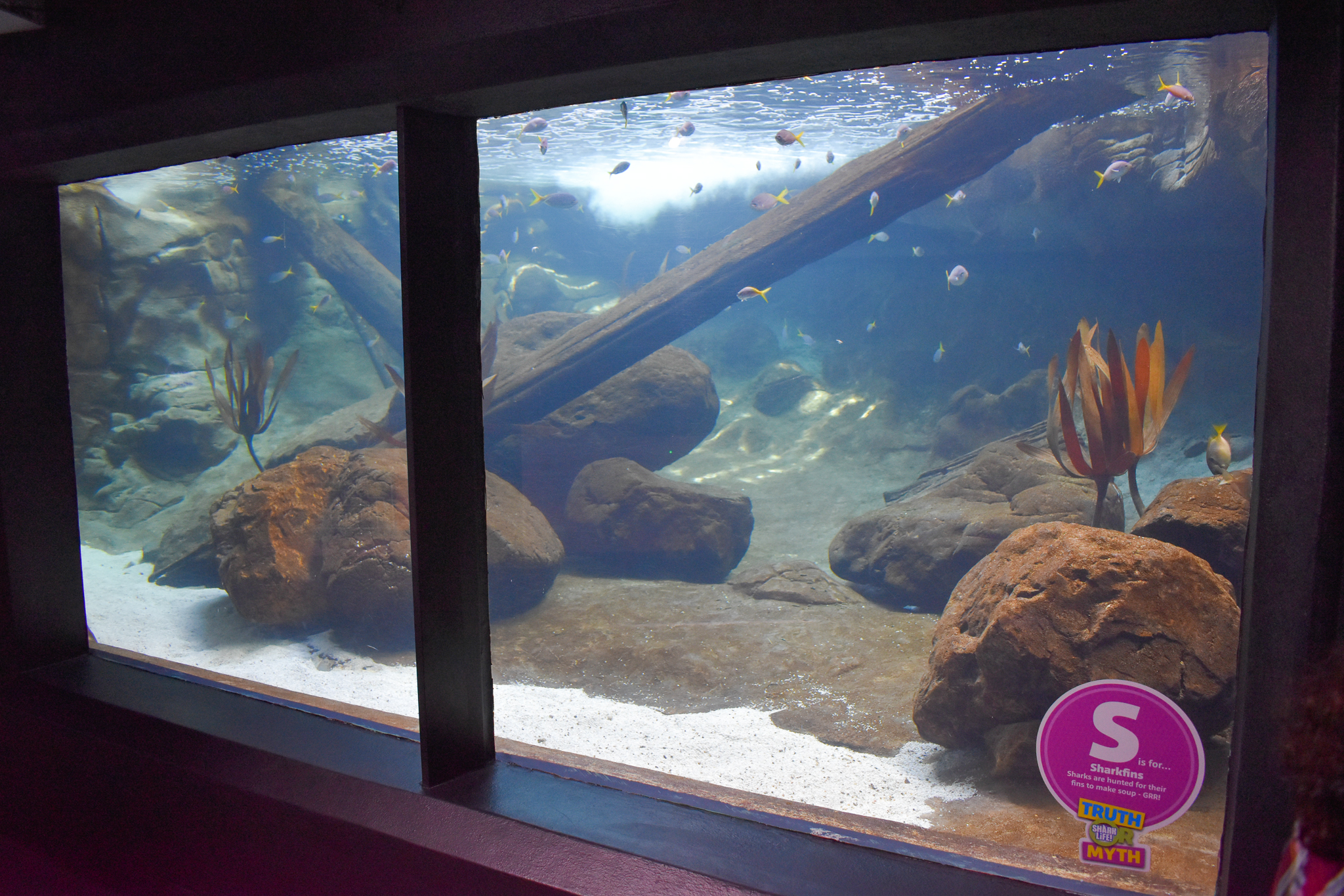 Underwater Little Penguin Viewing