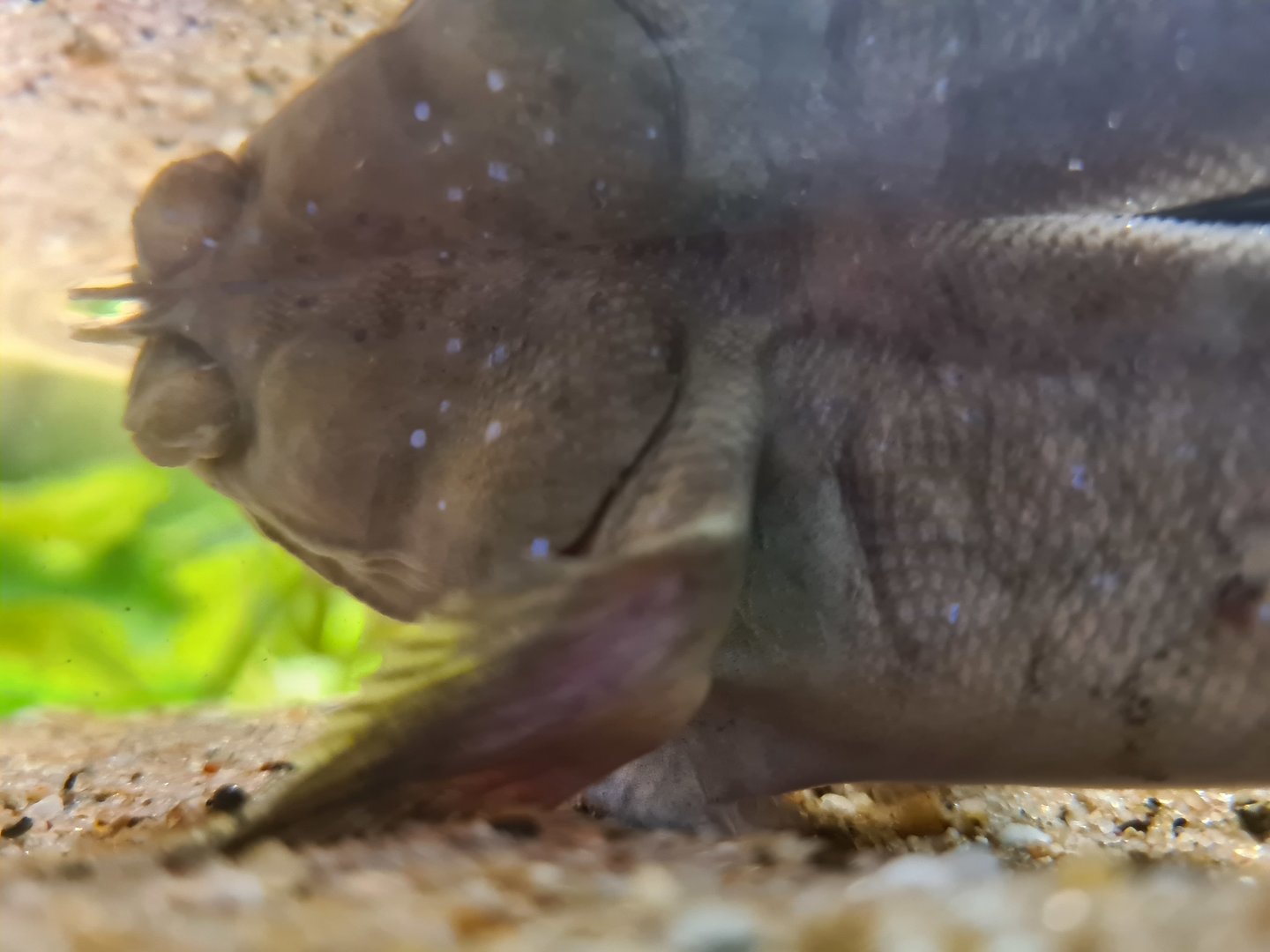 Underwater New Guinea mudskipper (Periophthalmus cantonensis)
