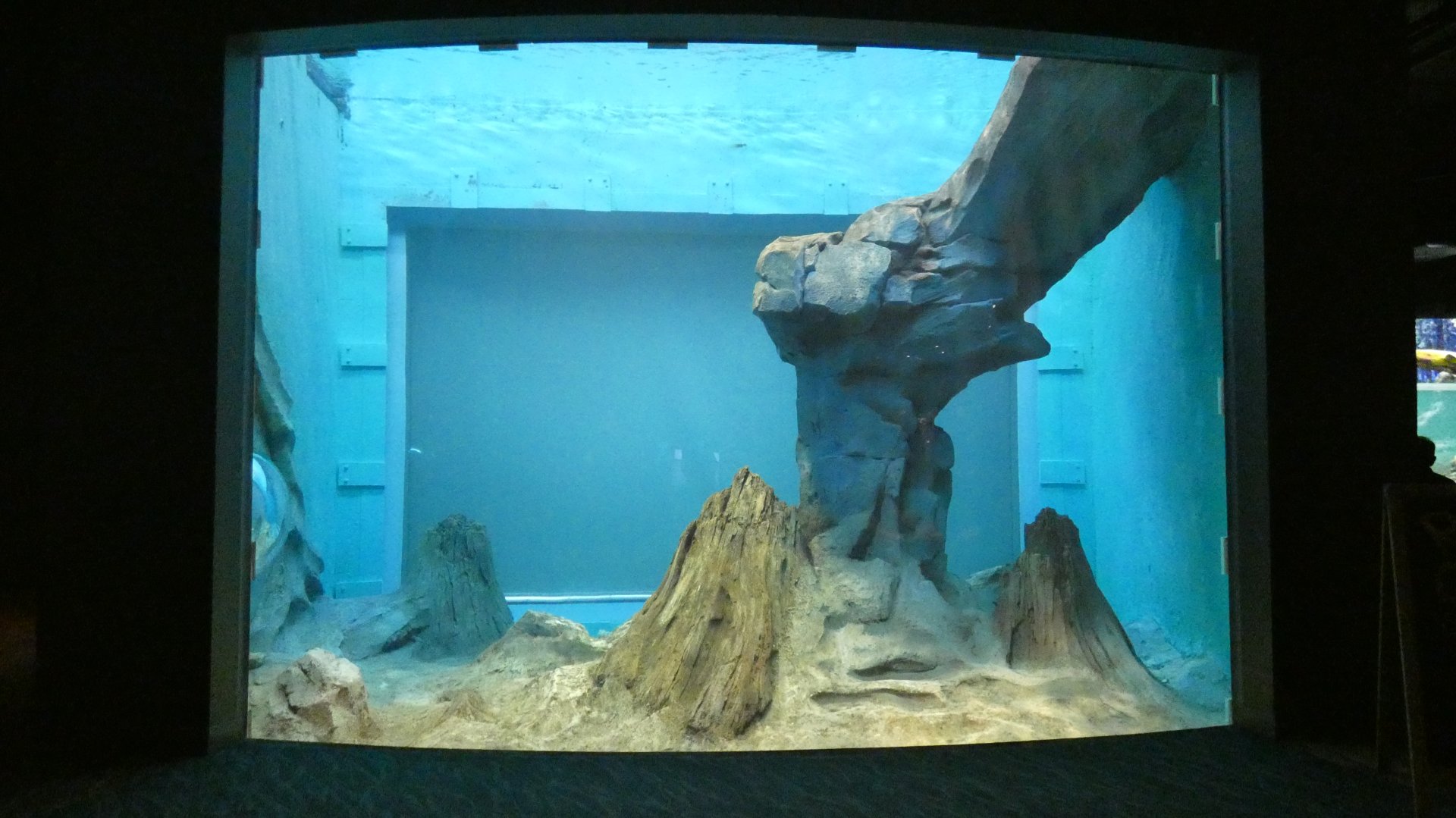 Underwater North American River Otter Viewing, Changing Rivers - Mar. 2022