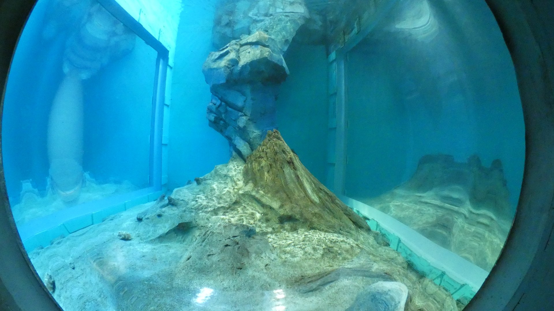 Underwater North American River Otter Viewing, Changing Rivers - Mar. 2022