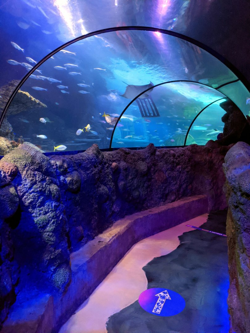 Underwater Ocean Tunnel