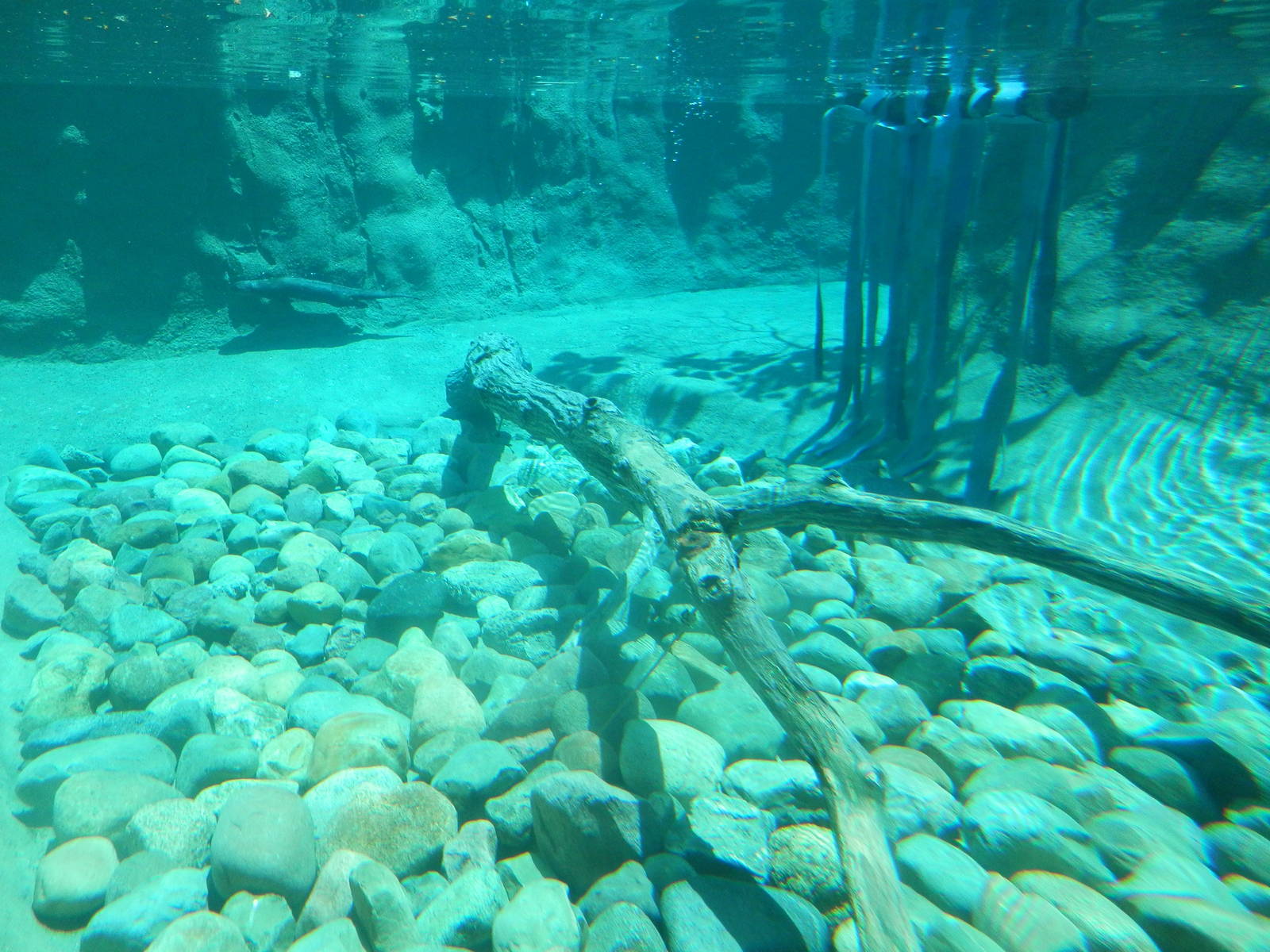 underwater otter area