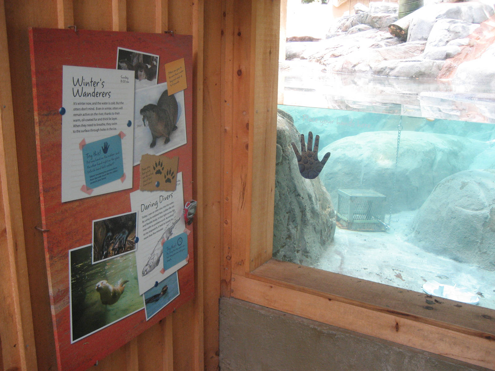 underwater otter view