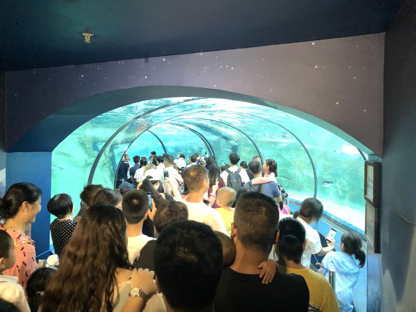 Underwater Penguin Tunnel