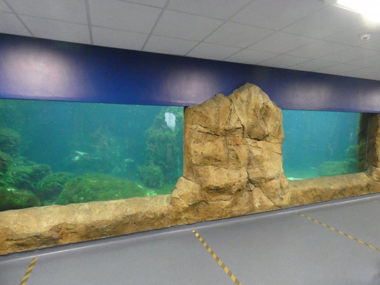 Underwater penguin viewing area