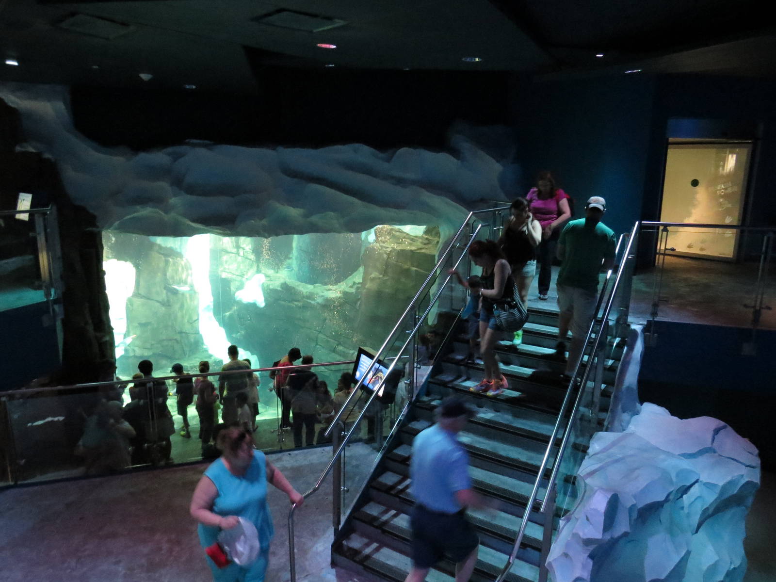 Underwater penguin viewing, March 2015