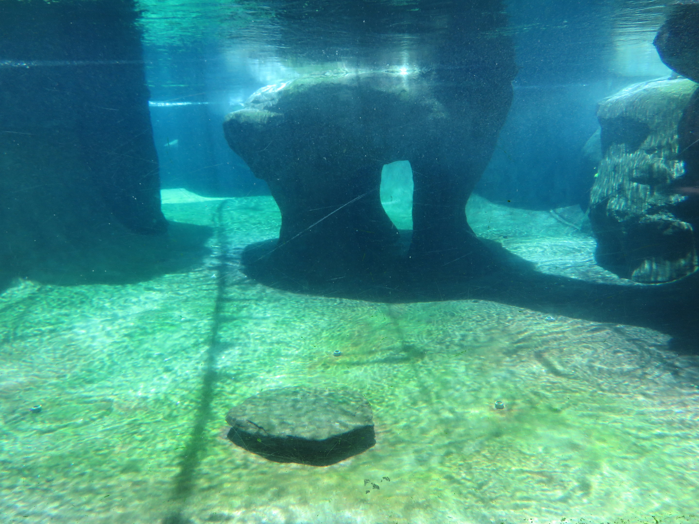 Underwater Penguin Viewing