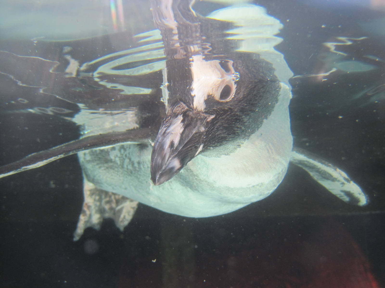 Underwater Penguin