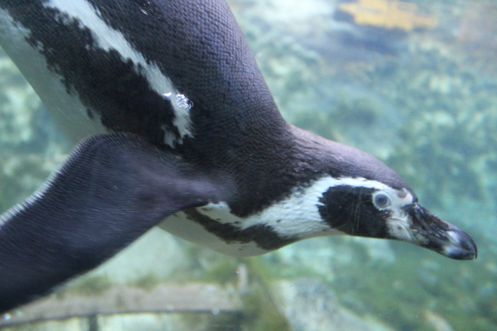 Underwater Penguin