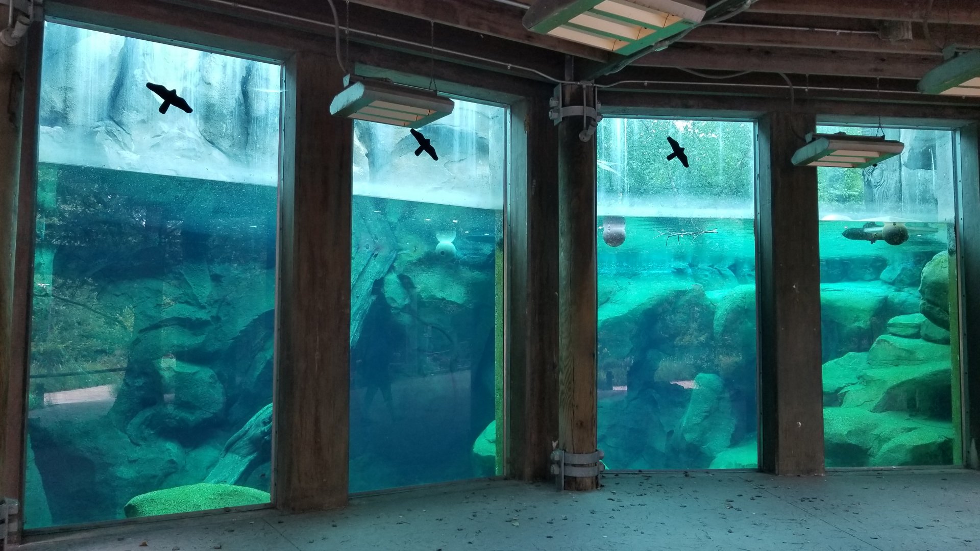 Underwater polar bear viewing area