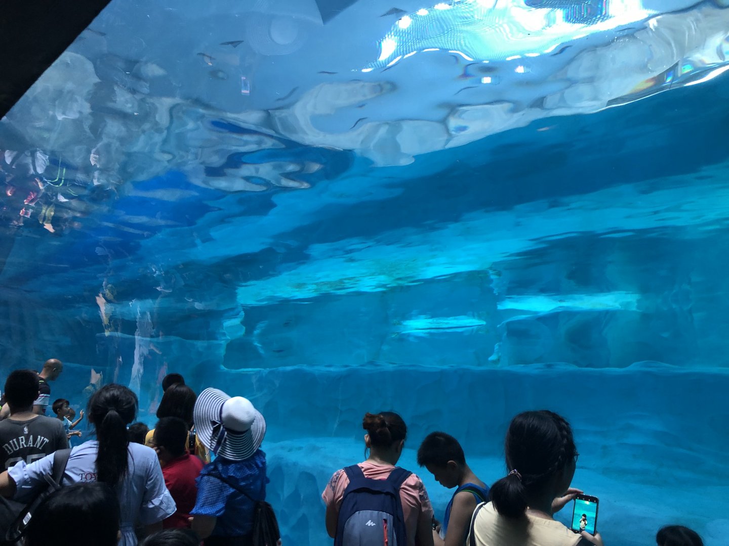 Underwater Polar Bear Viewing
