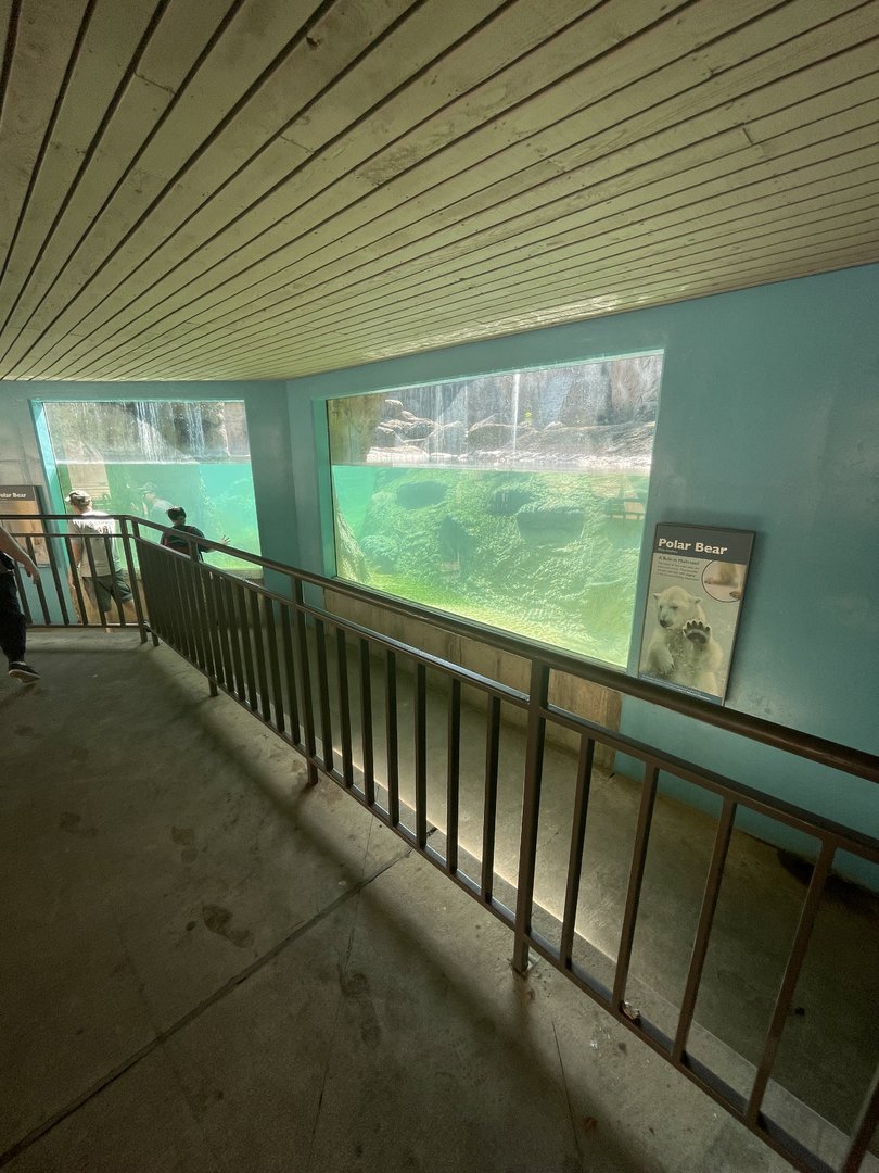 Underwater Polar Bear Viewing