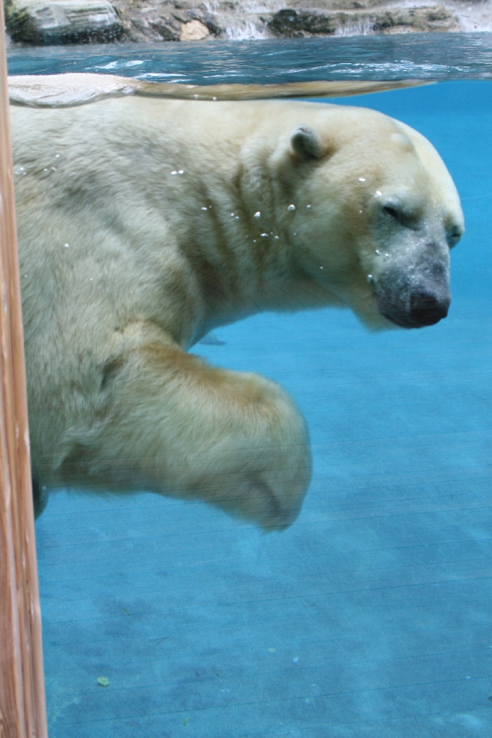 Underwater Polar Bear