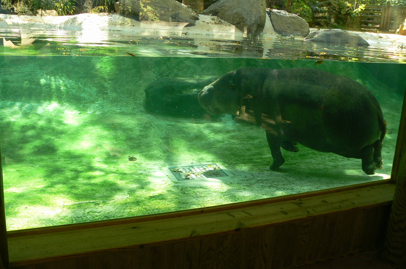 Underwater pygmy hippopotamus