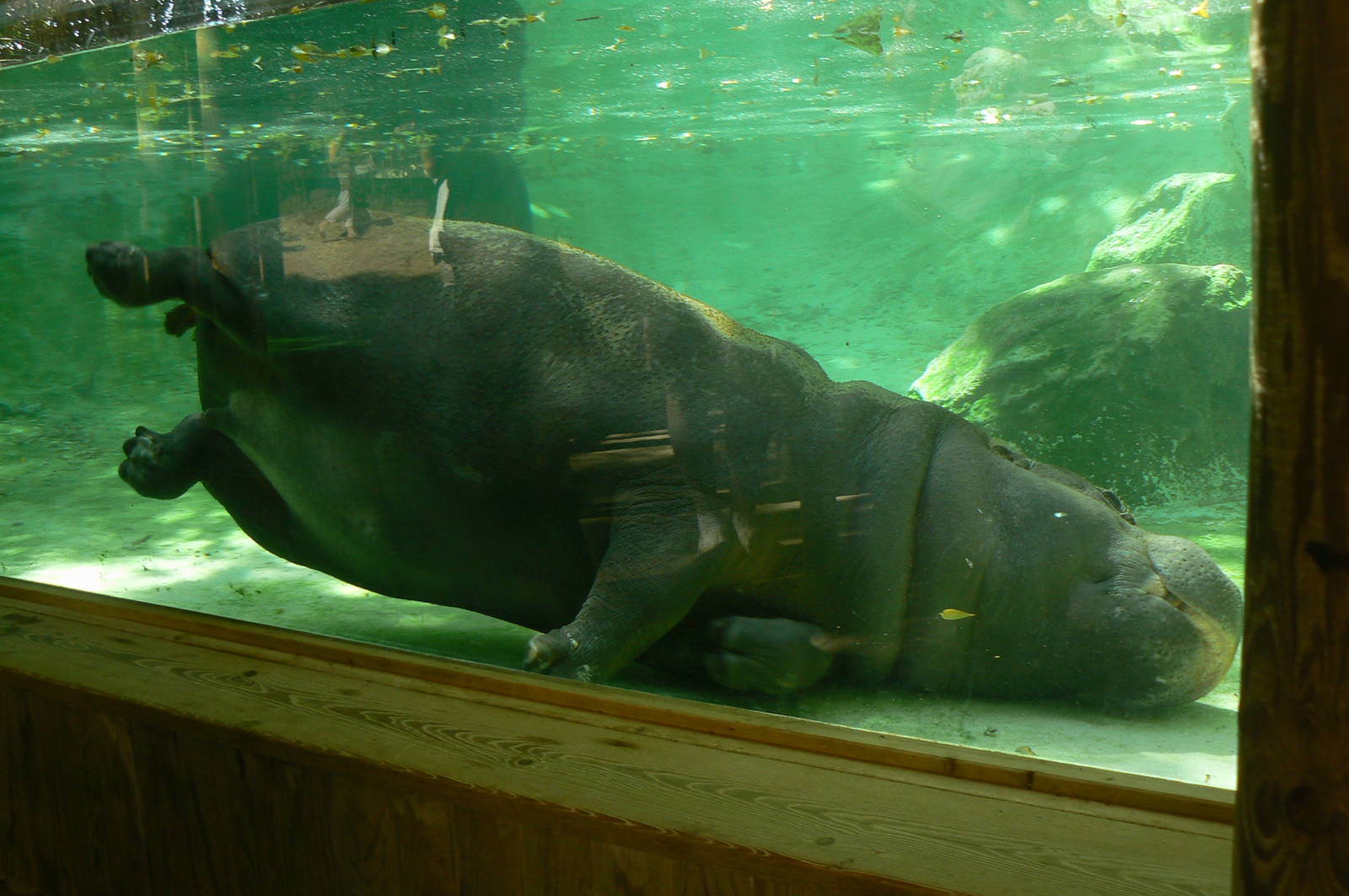 Underwater pygmy hippopotamus