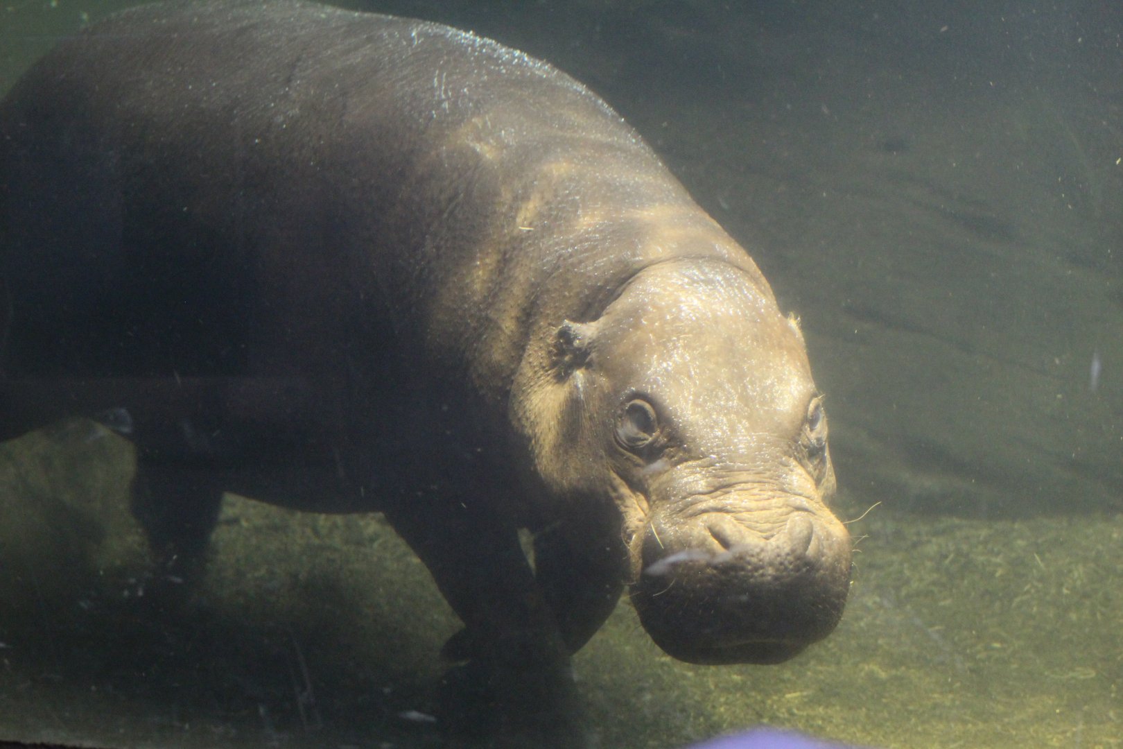 Underwater Pygmy Hippopotamus