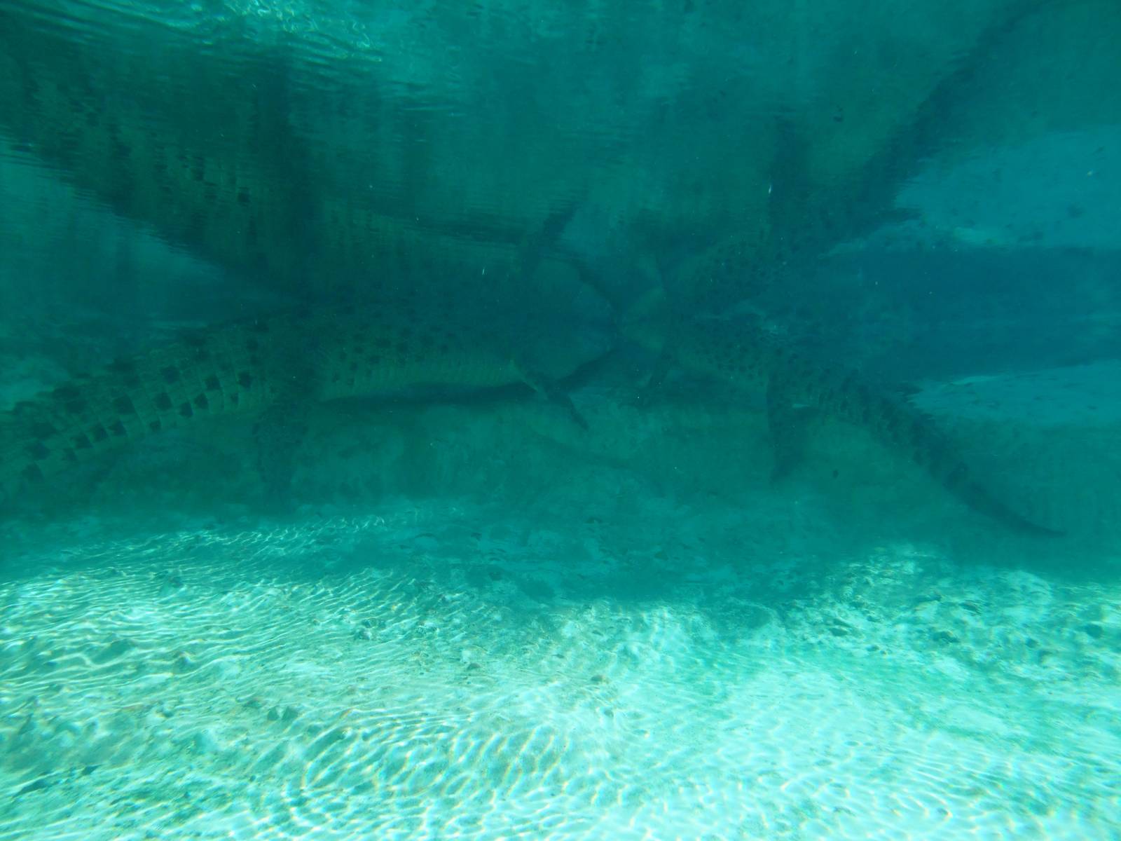 Underwater Saltwater Crocodiles at St. Augustine, 11/10/13