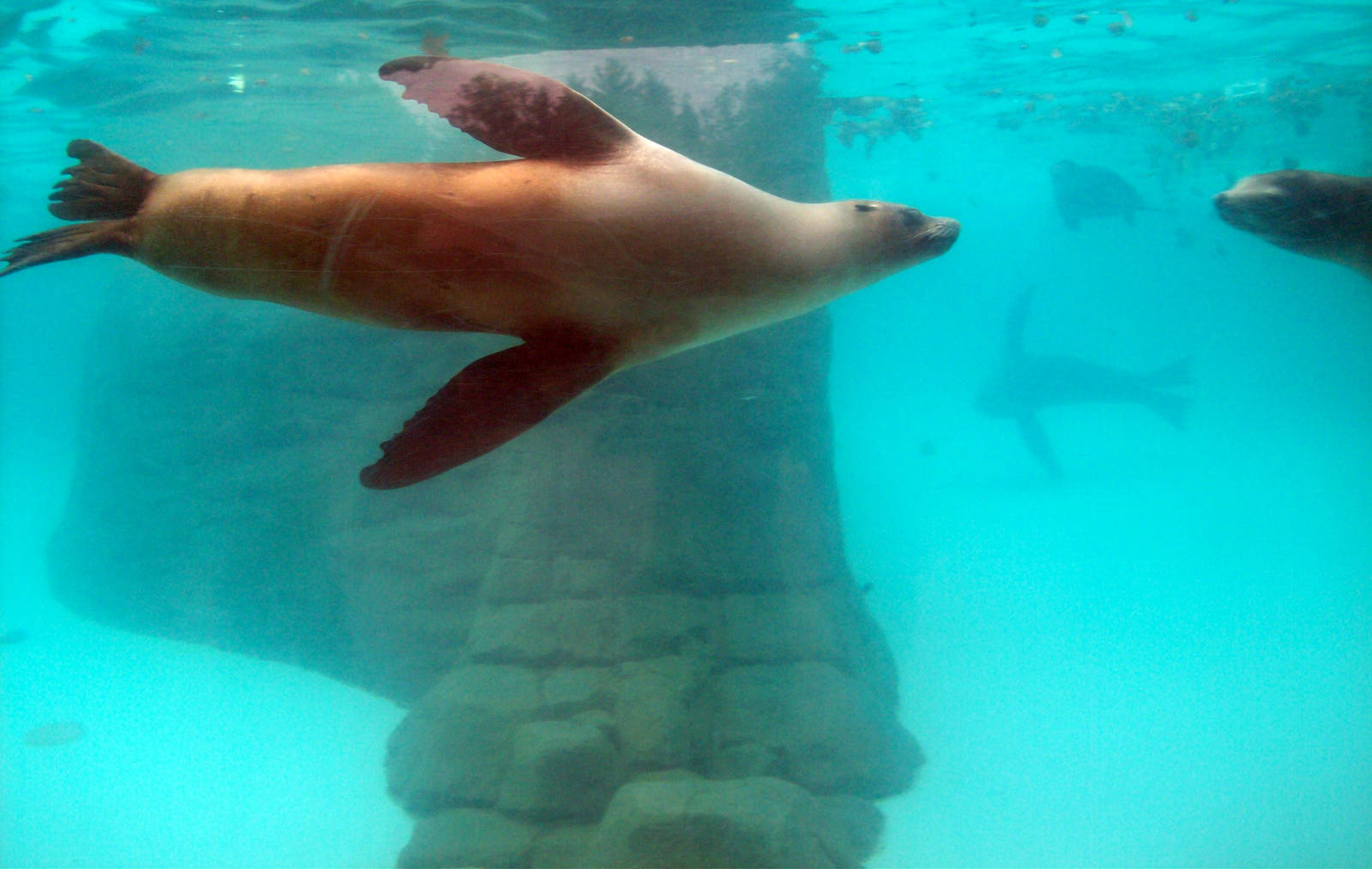 Underwater Sea Lion View.