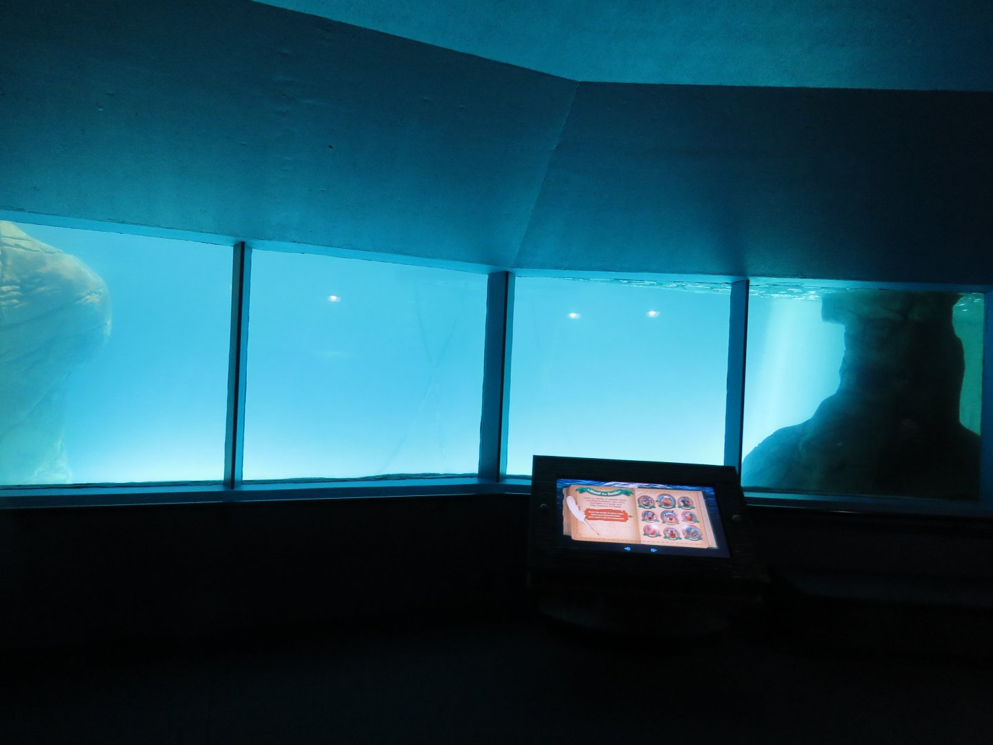 Underwater seal viewing