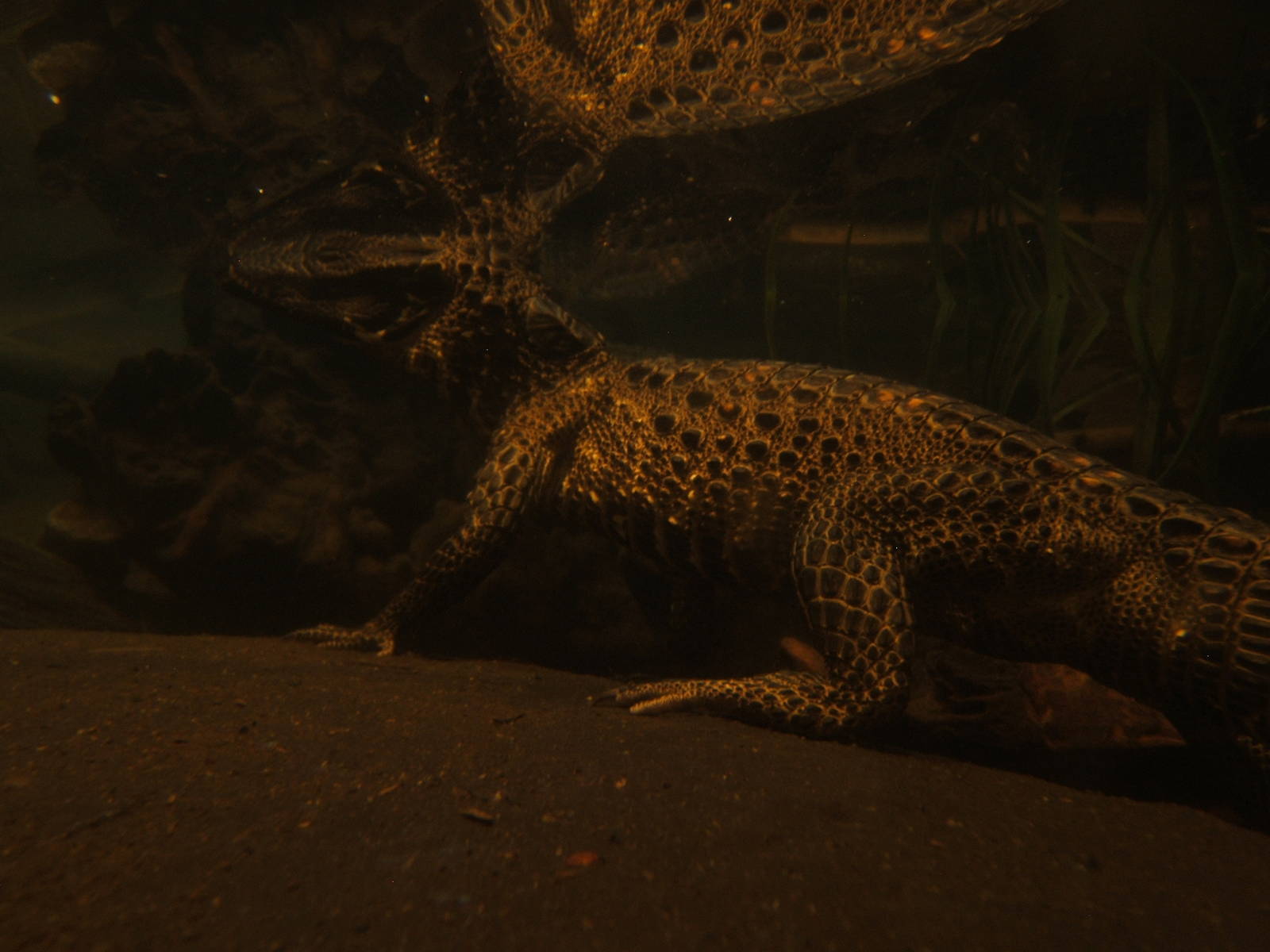 Underwater shot of a young West African Dwarf Crocodile