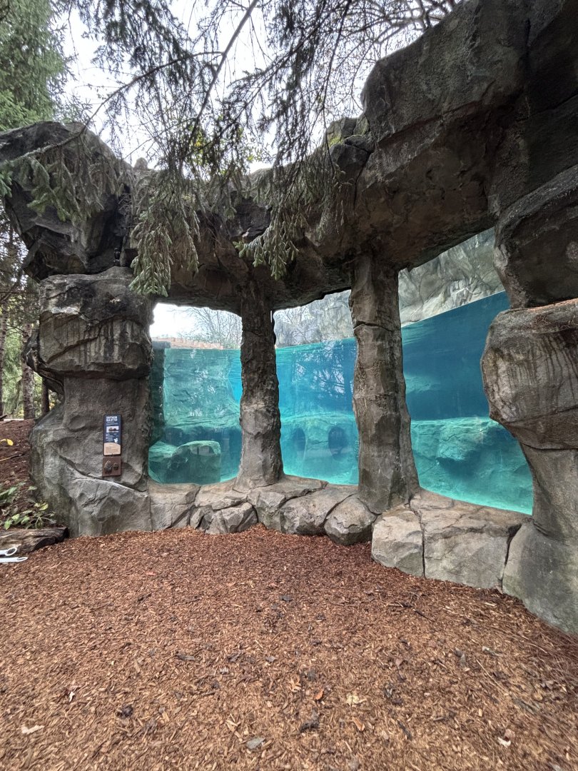 Underwater Southern Sea Otters Viewing