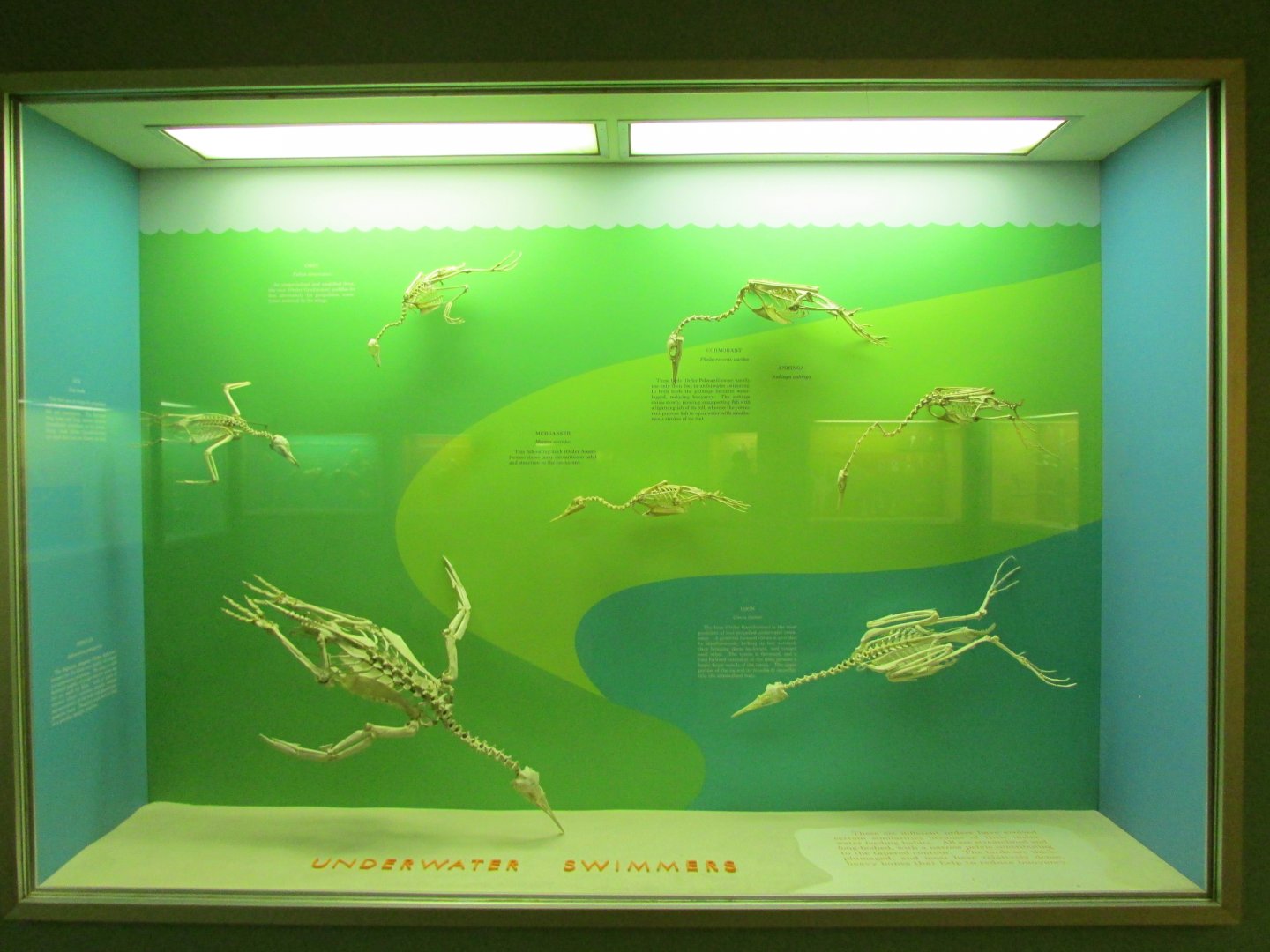 Underwater Swimming Bird Skeletons