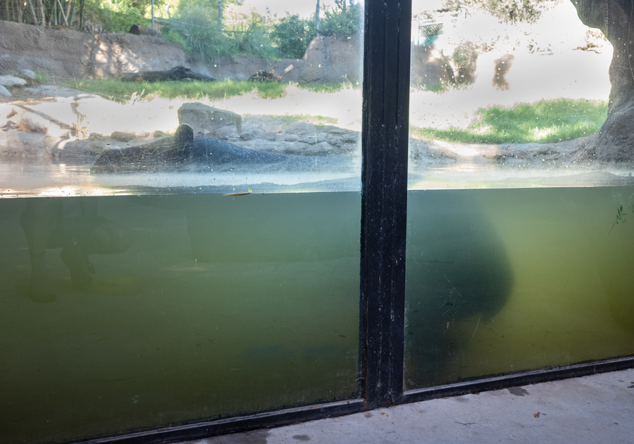 underwater tapir viewing (former capybara)